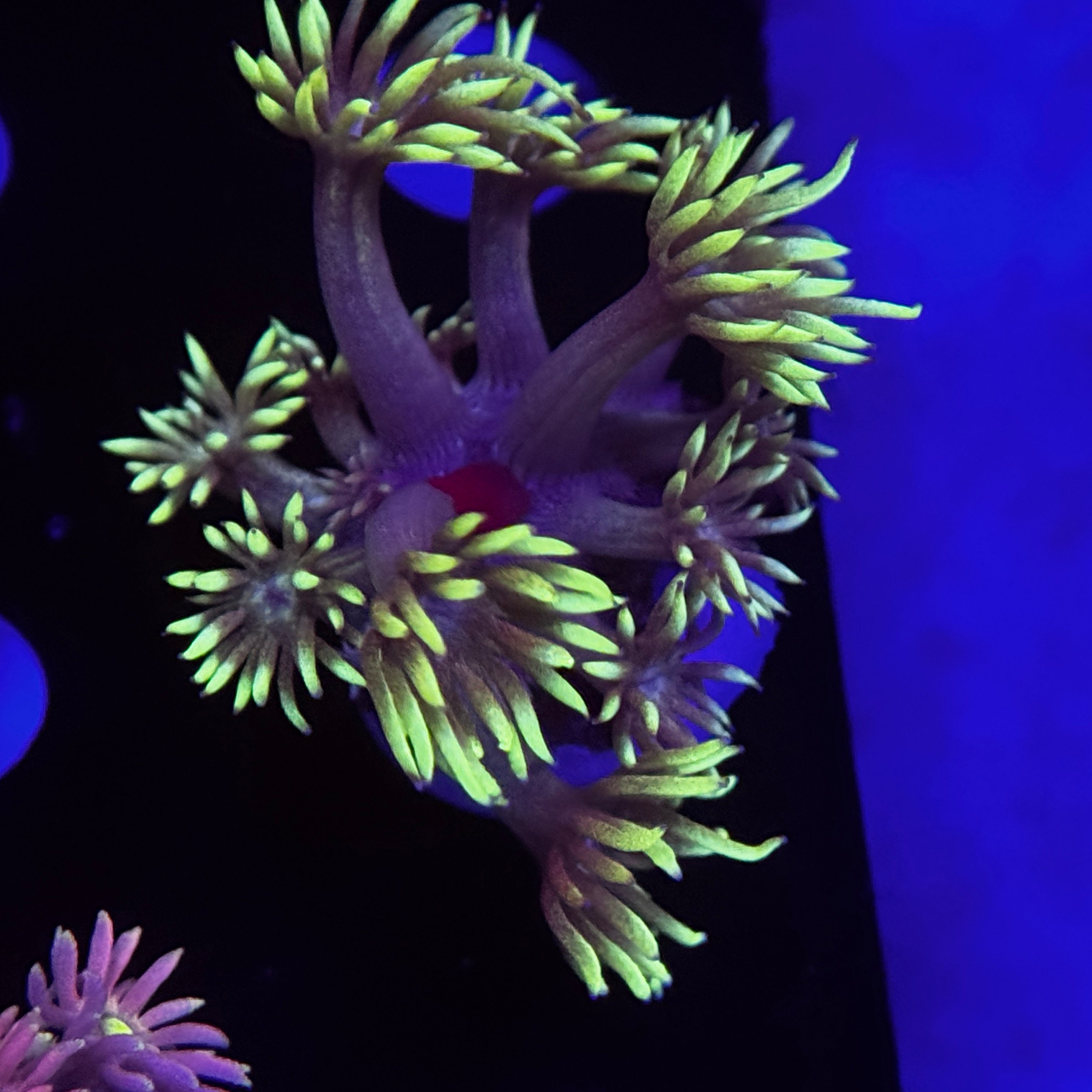 Spyro the Dragon Goniopora