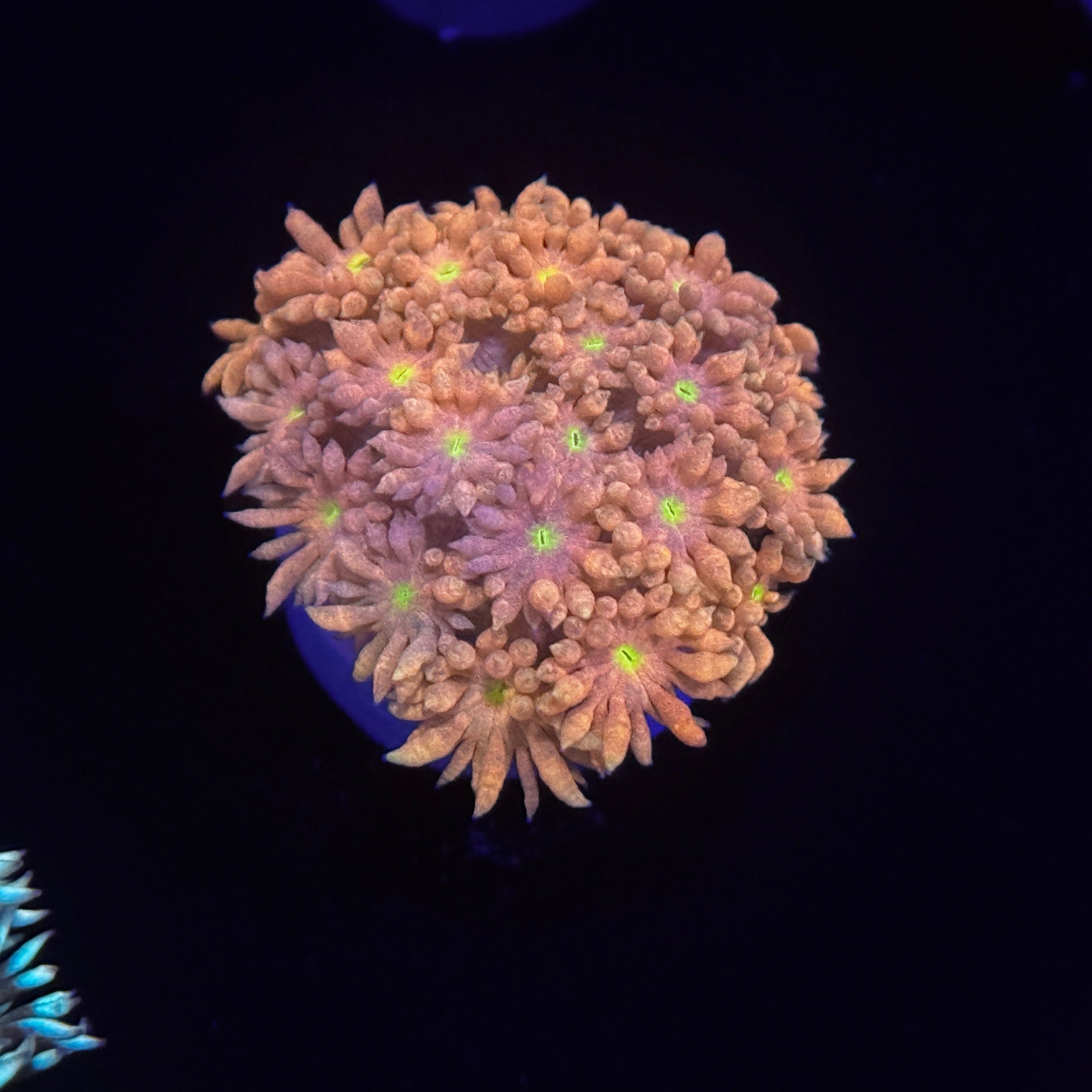 Tequilla Sunrise Goniopora