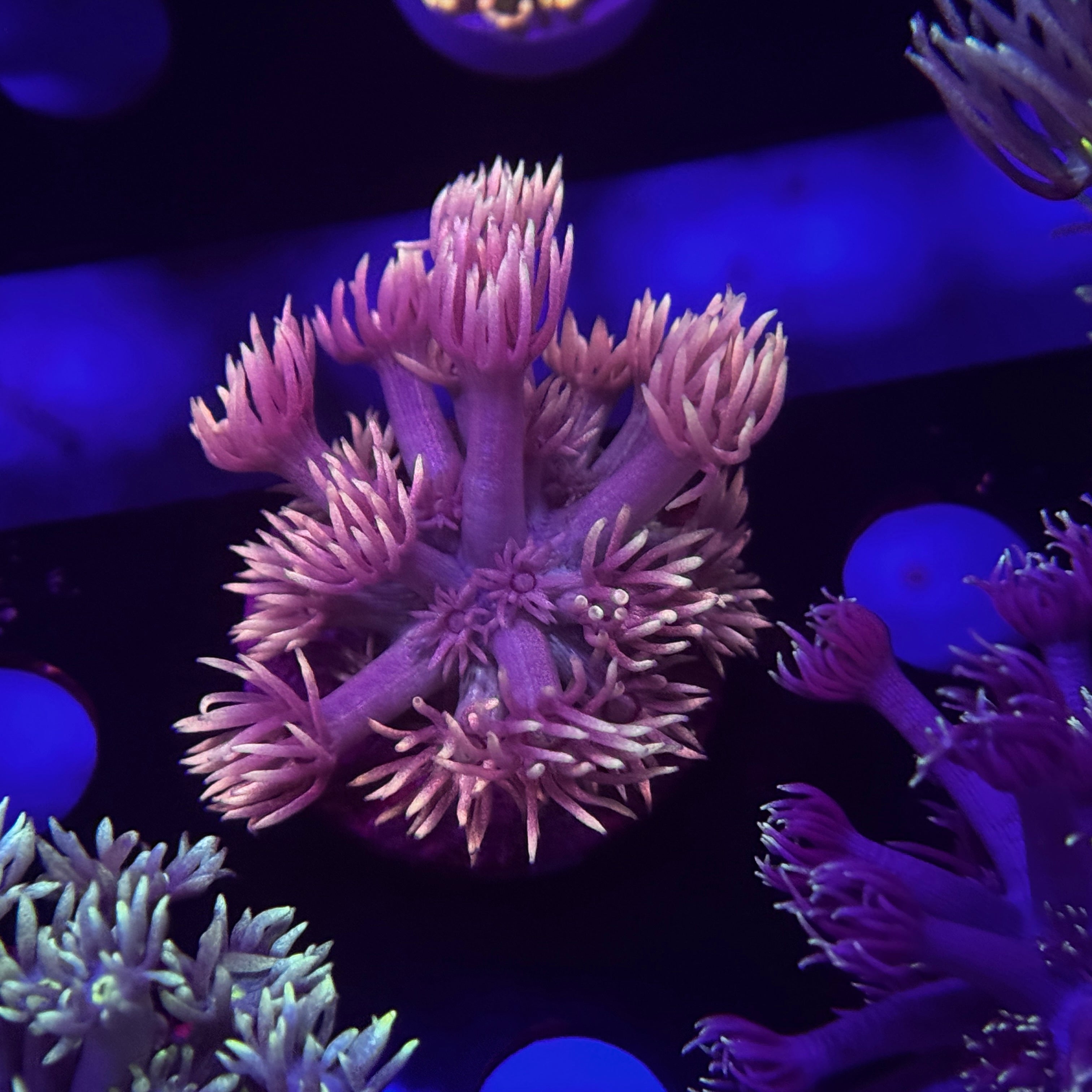 Peachy Keen Goniopora