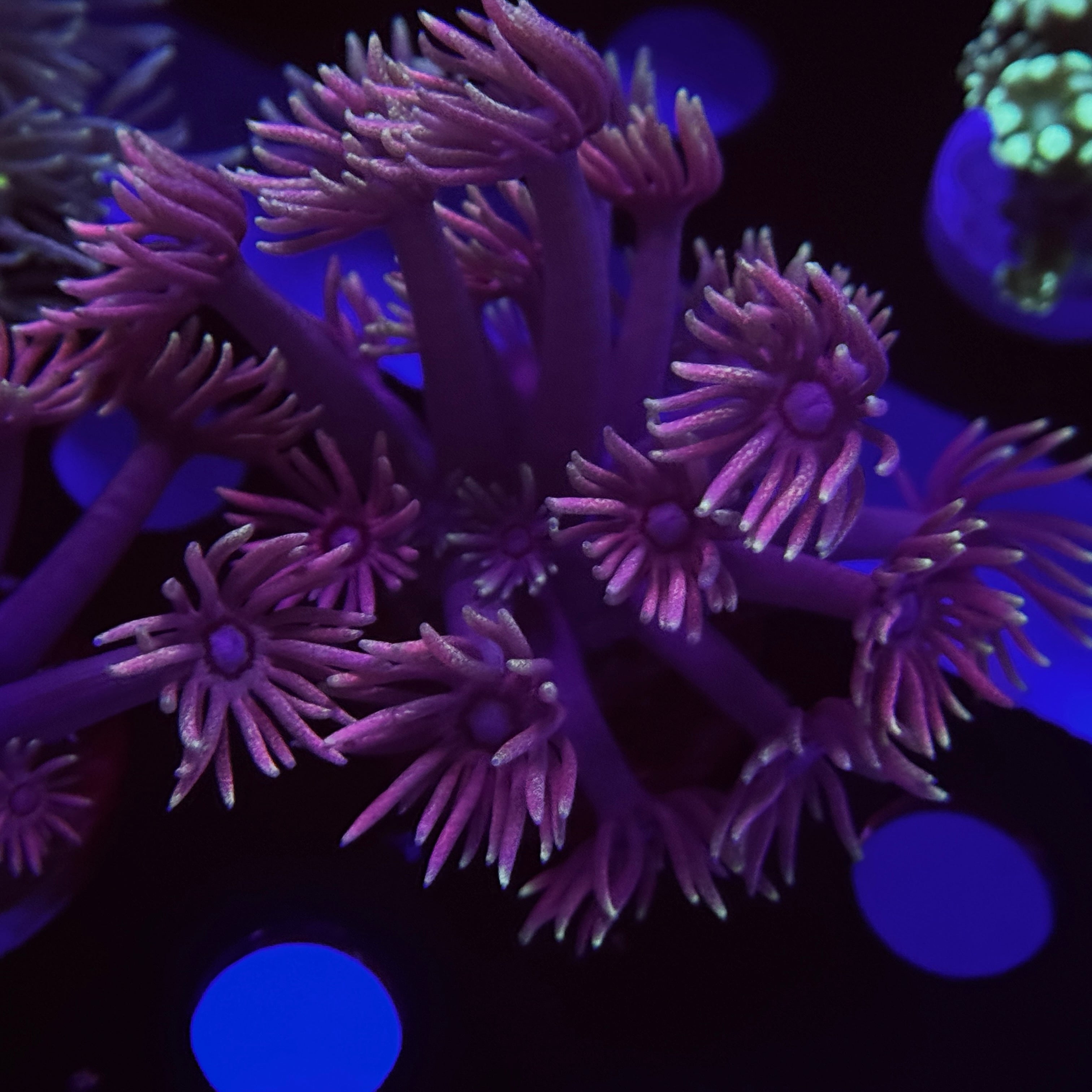 Passion Fruit Goniopora