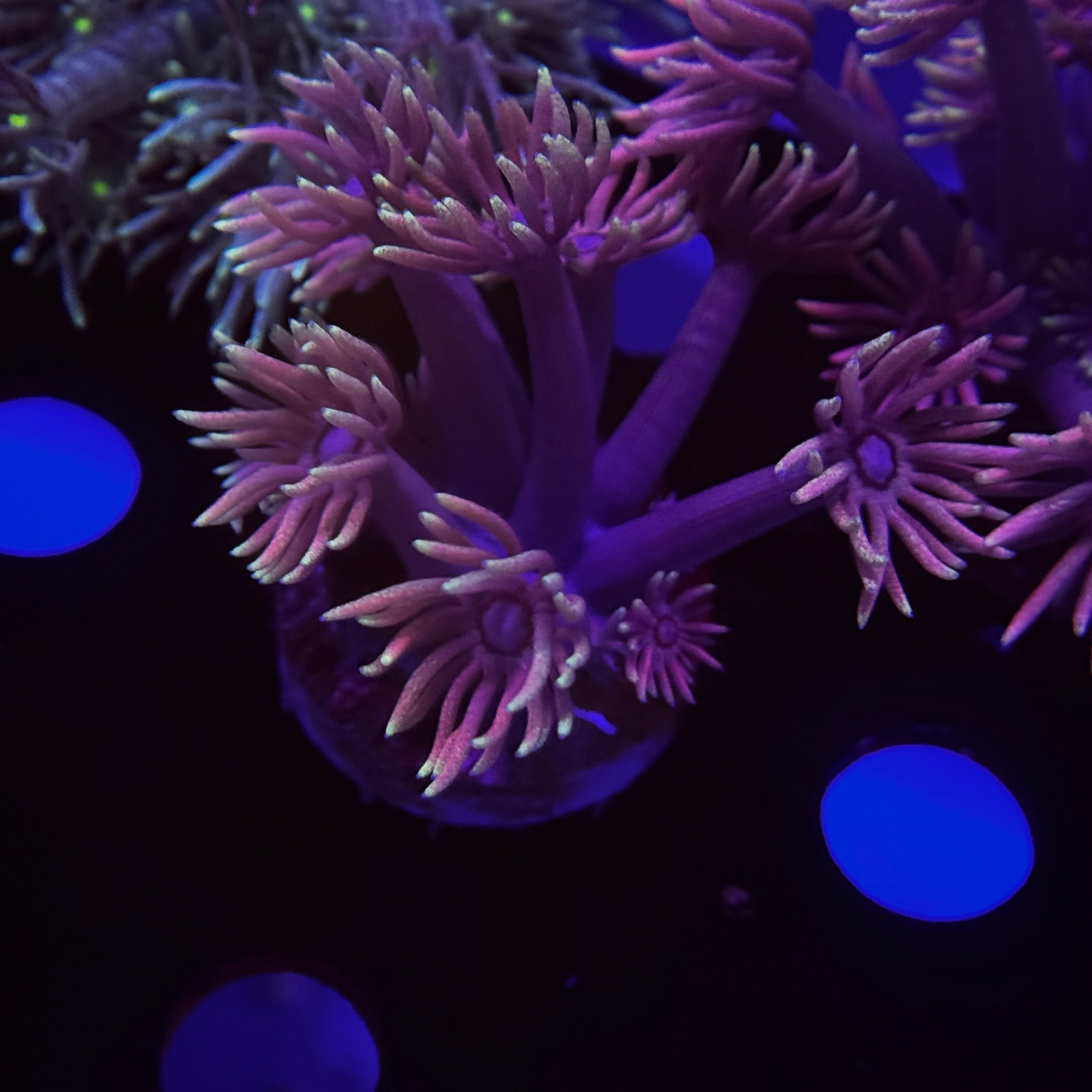 Passion Fruit Goniopora