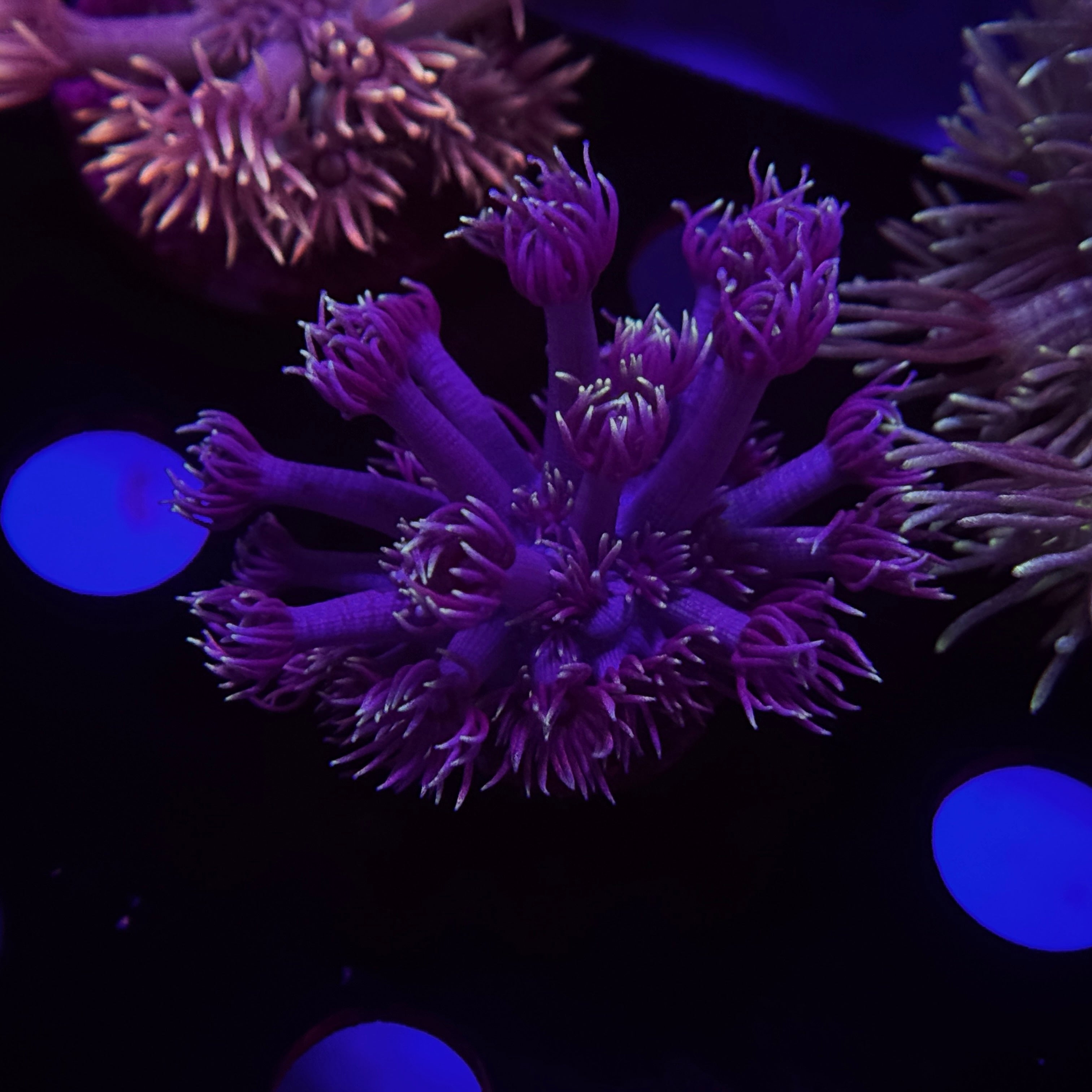 Pixie Stix Goniopora