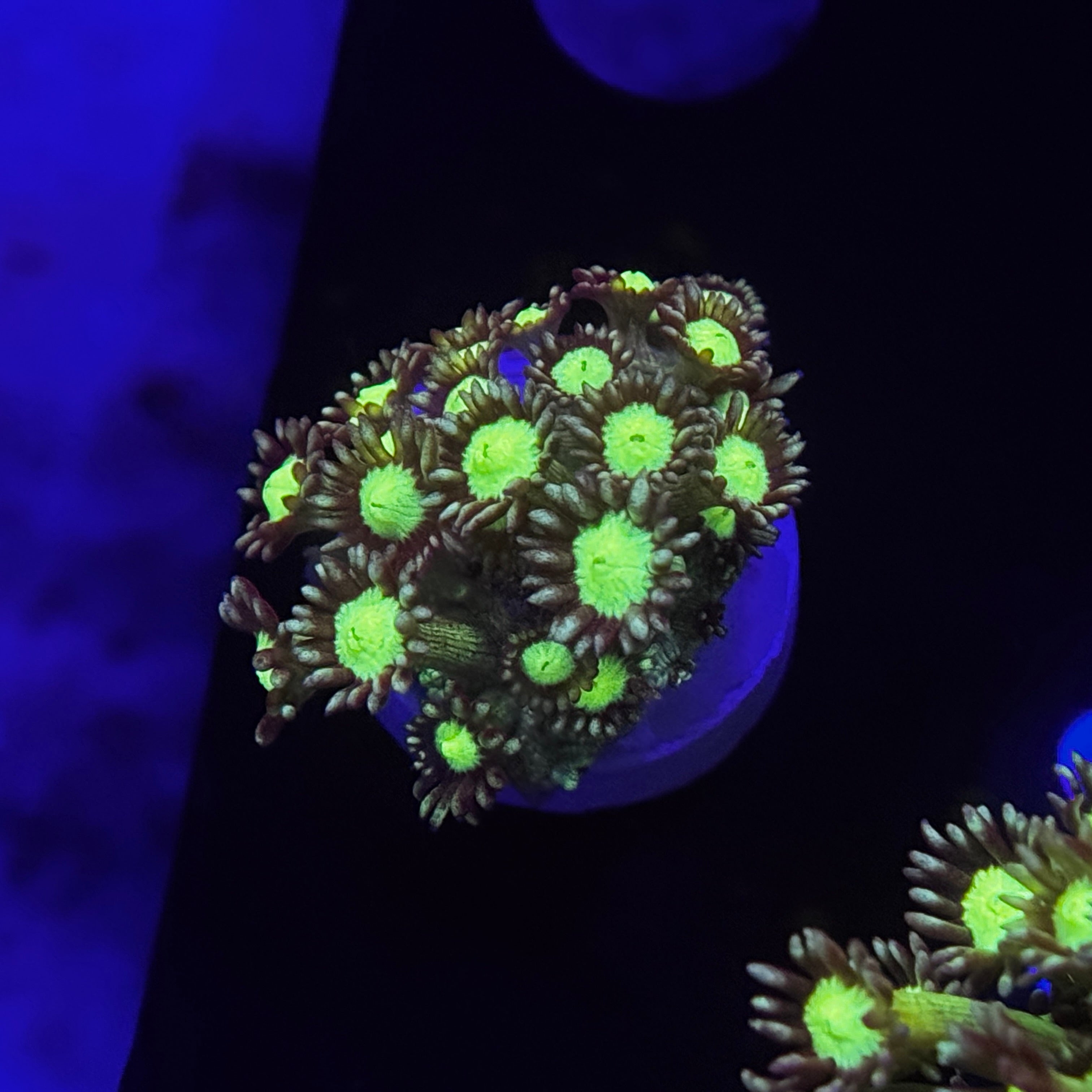 Psudo Glitter Goniopora