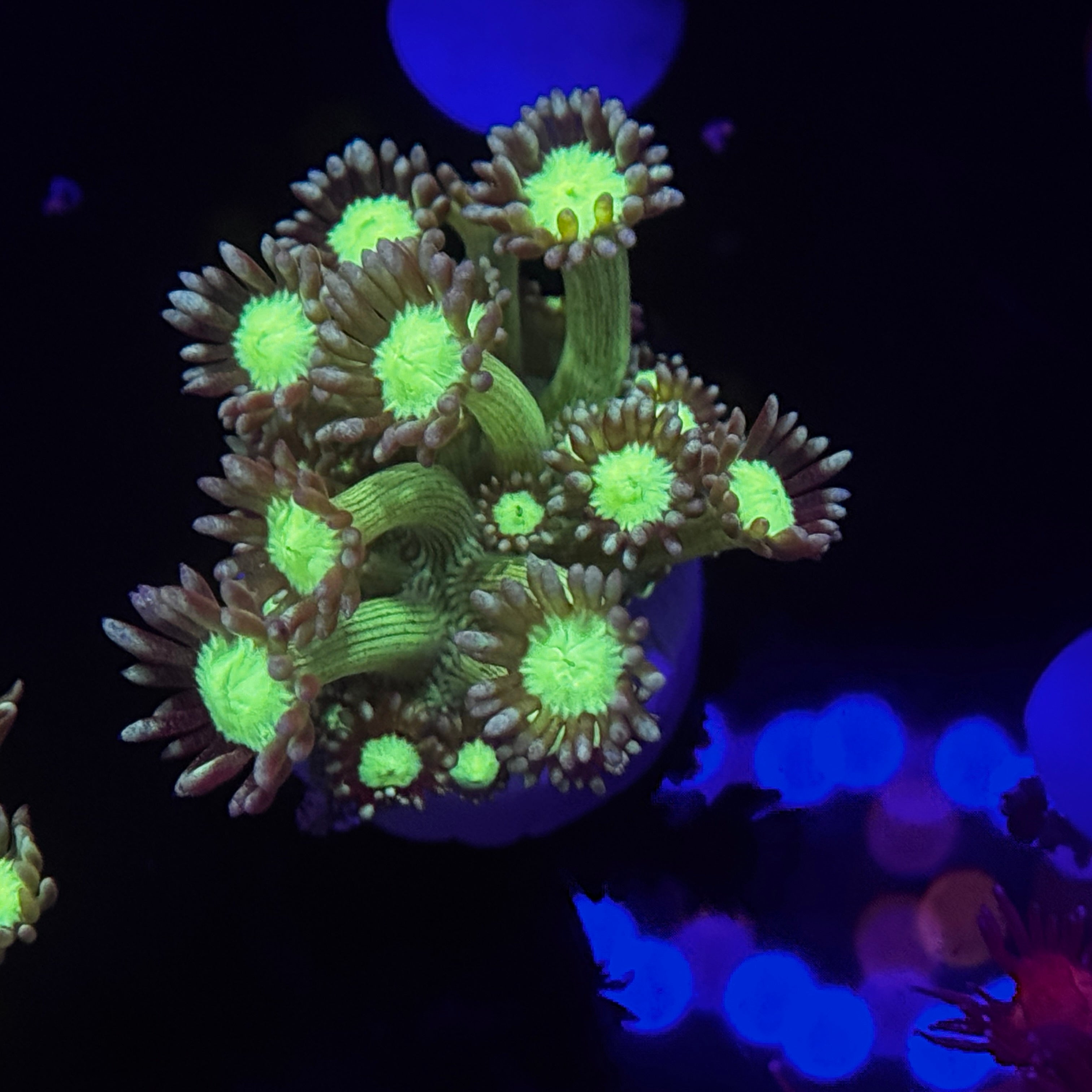 Psudo Glitter Goniopora