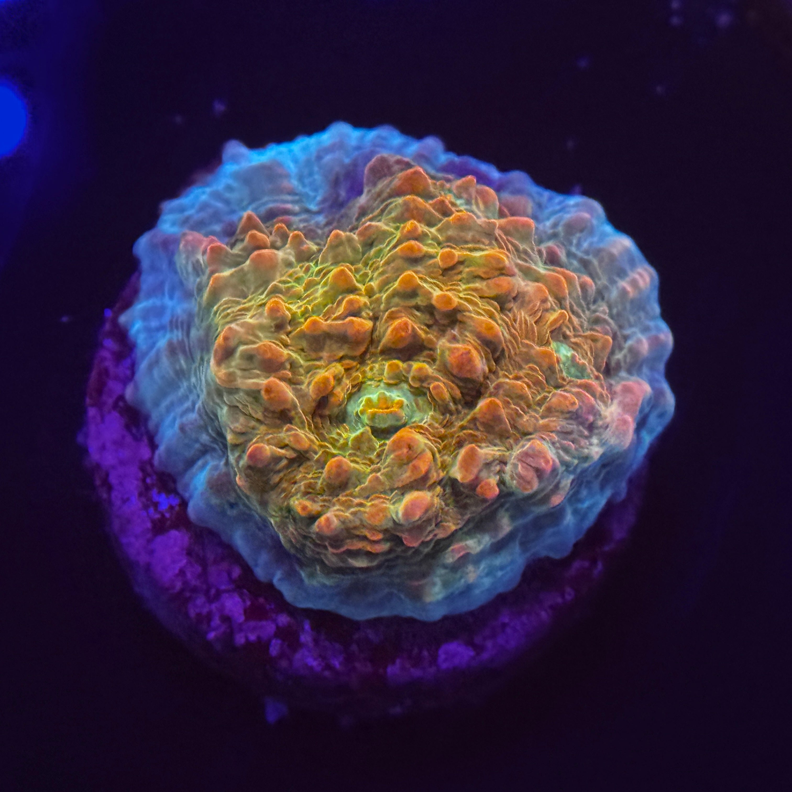 Passion Fruit Chalice