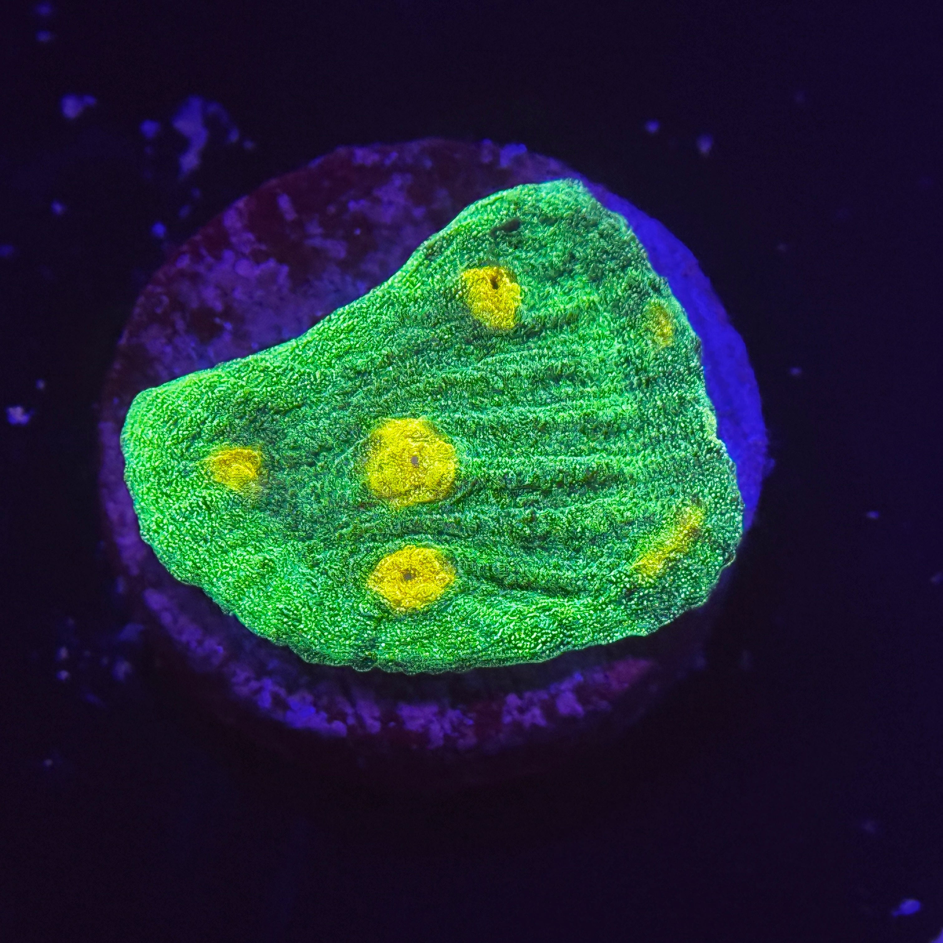 Space Invader Chalice