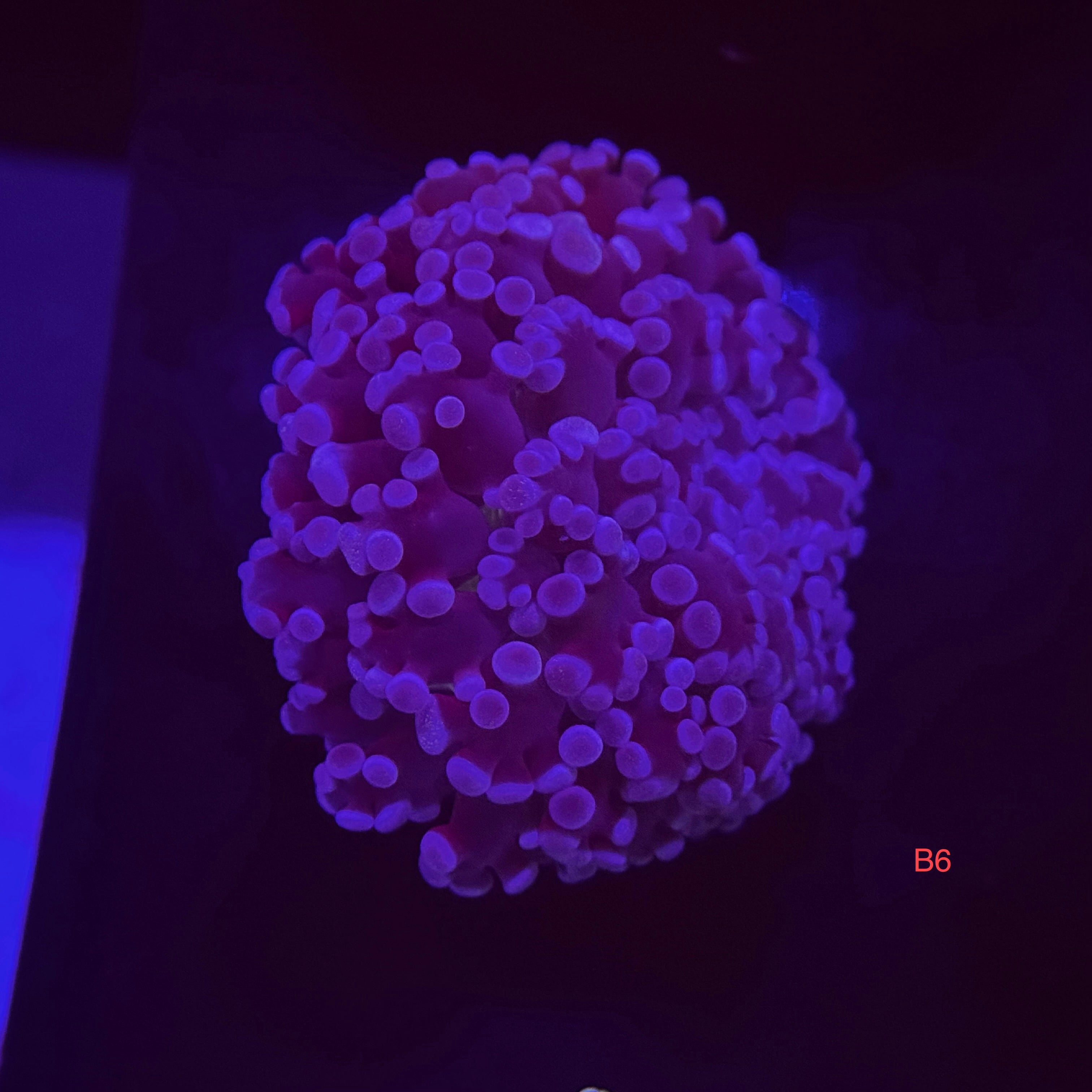 Deep Purple Kingspawn