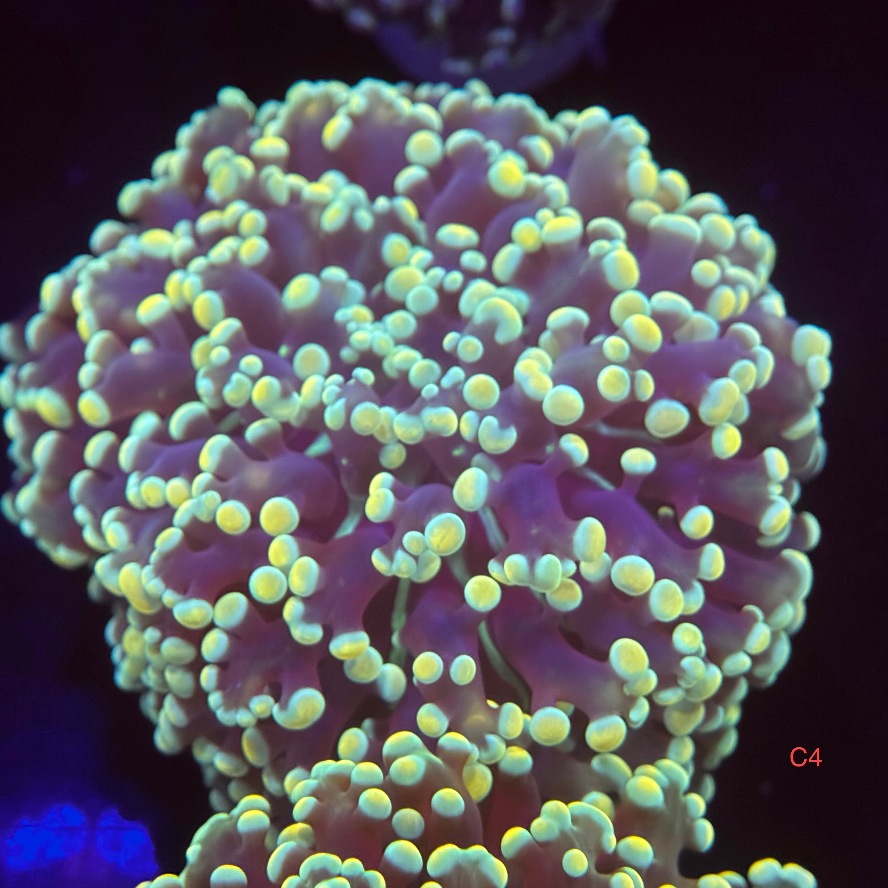 Ultra Gold Kingspawn