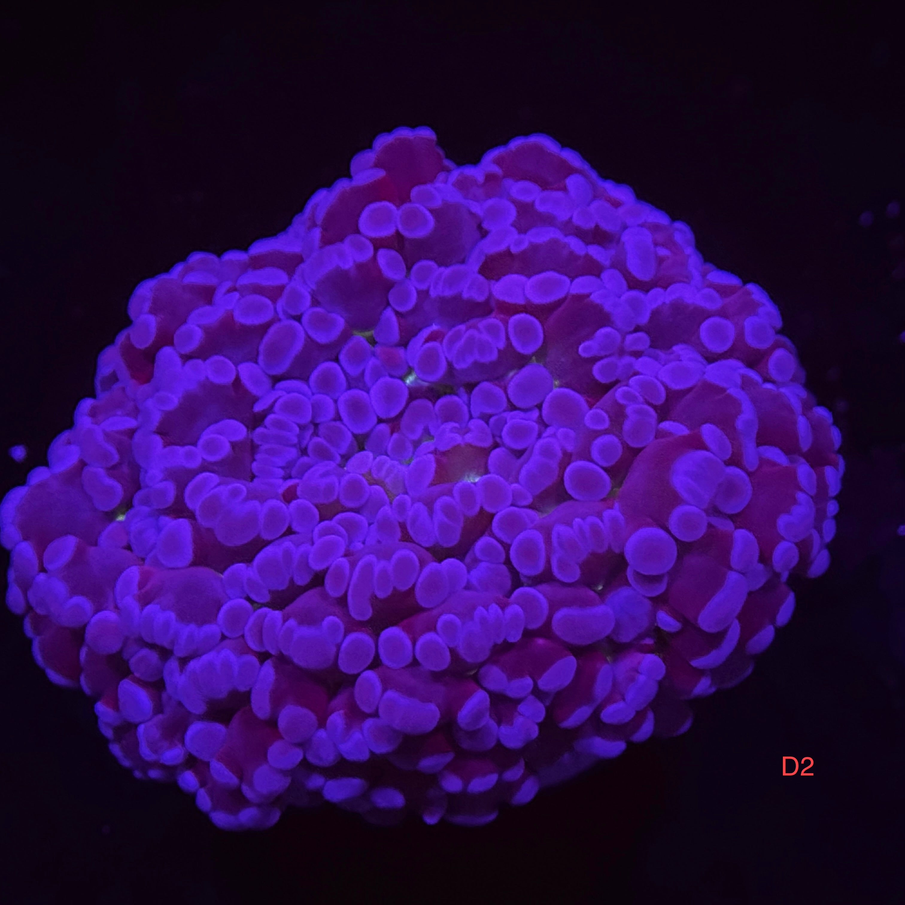 Deep Purple Kingspawn