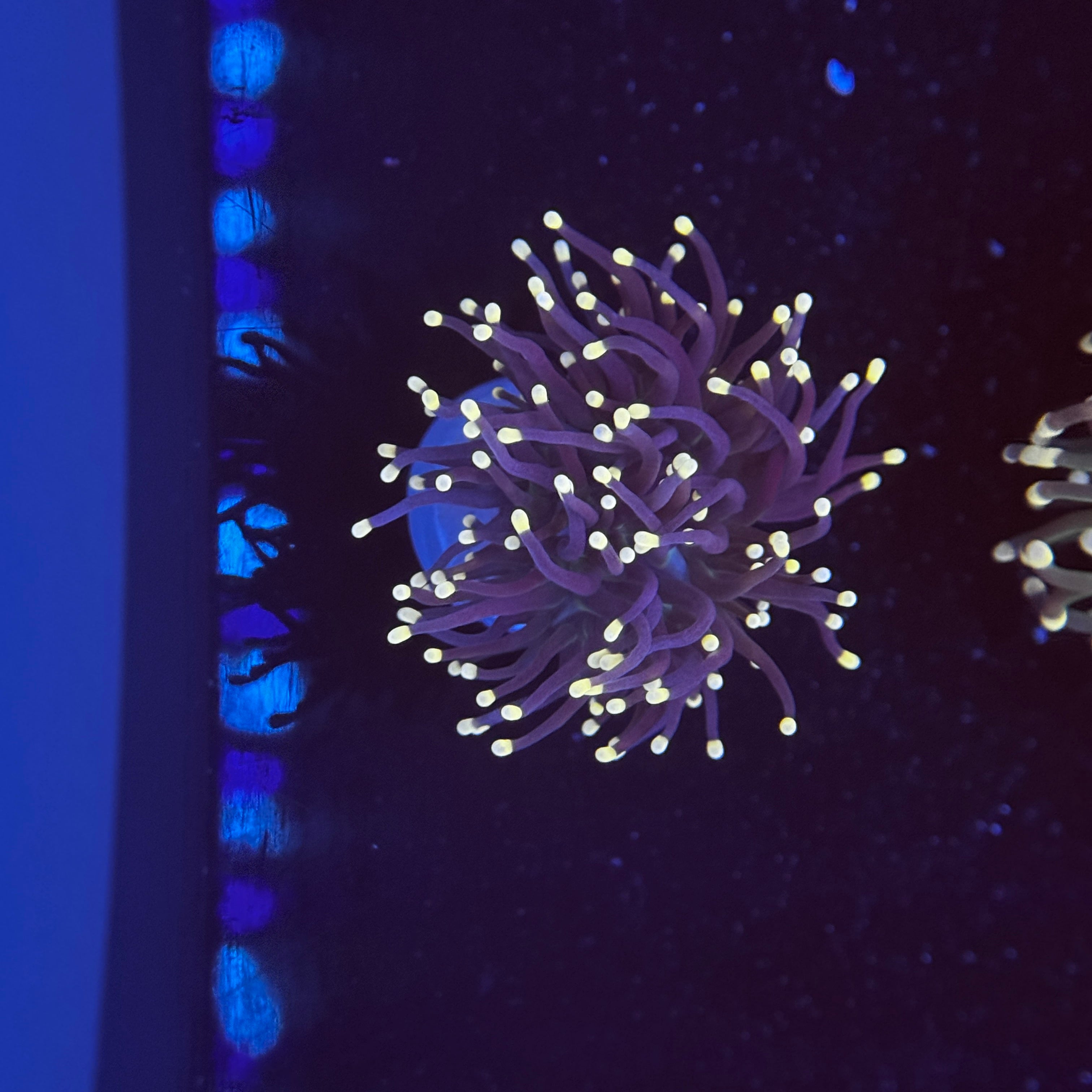 Miami Hurricane Torch