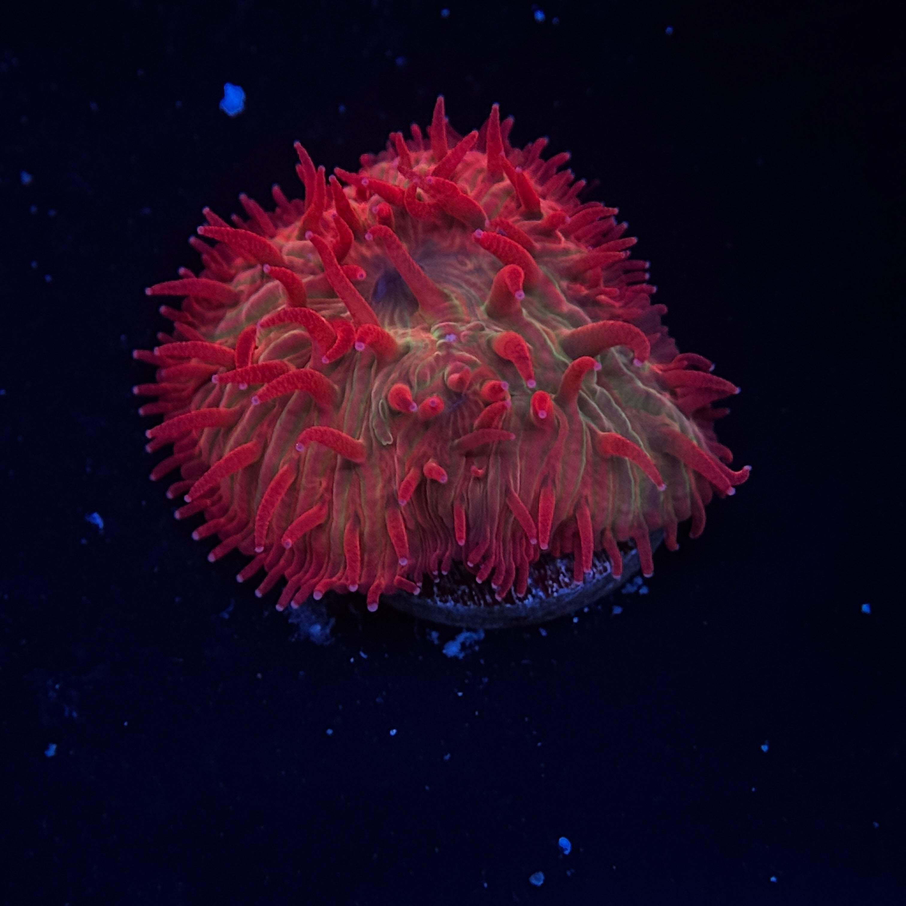 Rainbow Red Diaseris Plate Coral