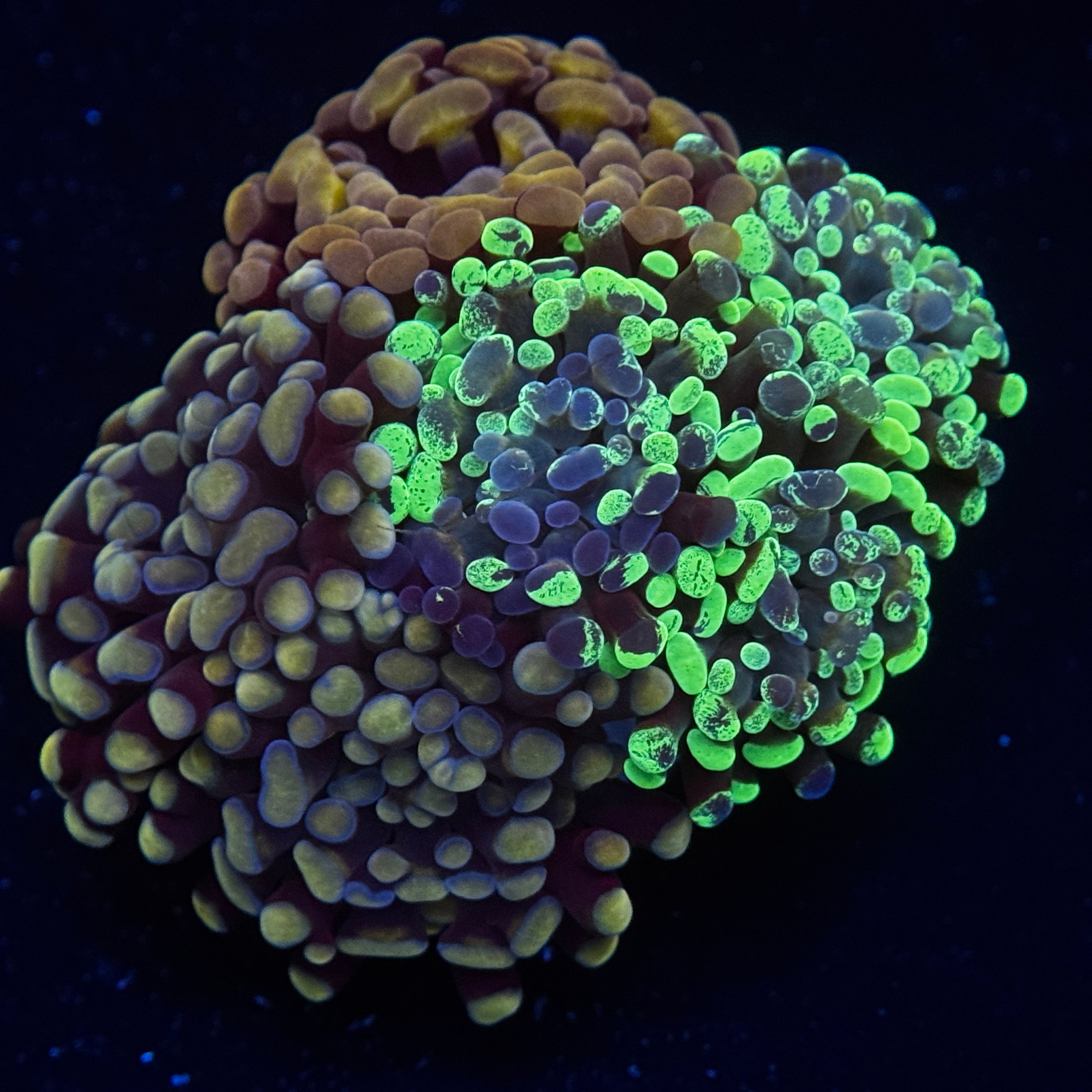 Ulttra Hammer Boquet