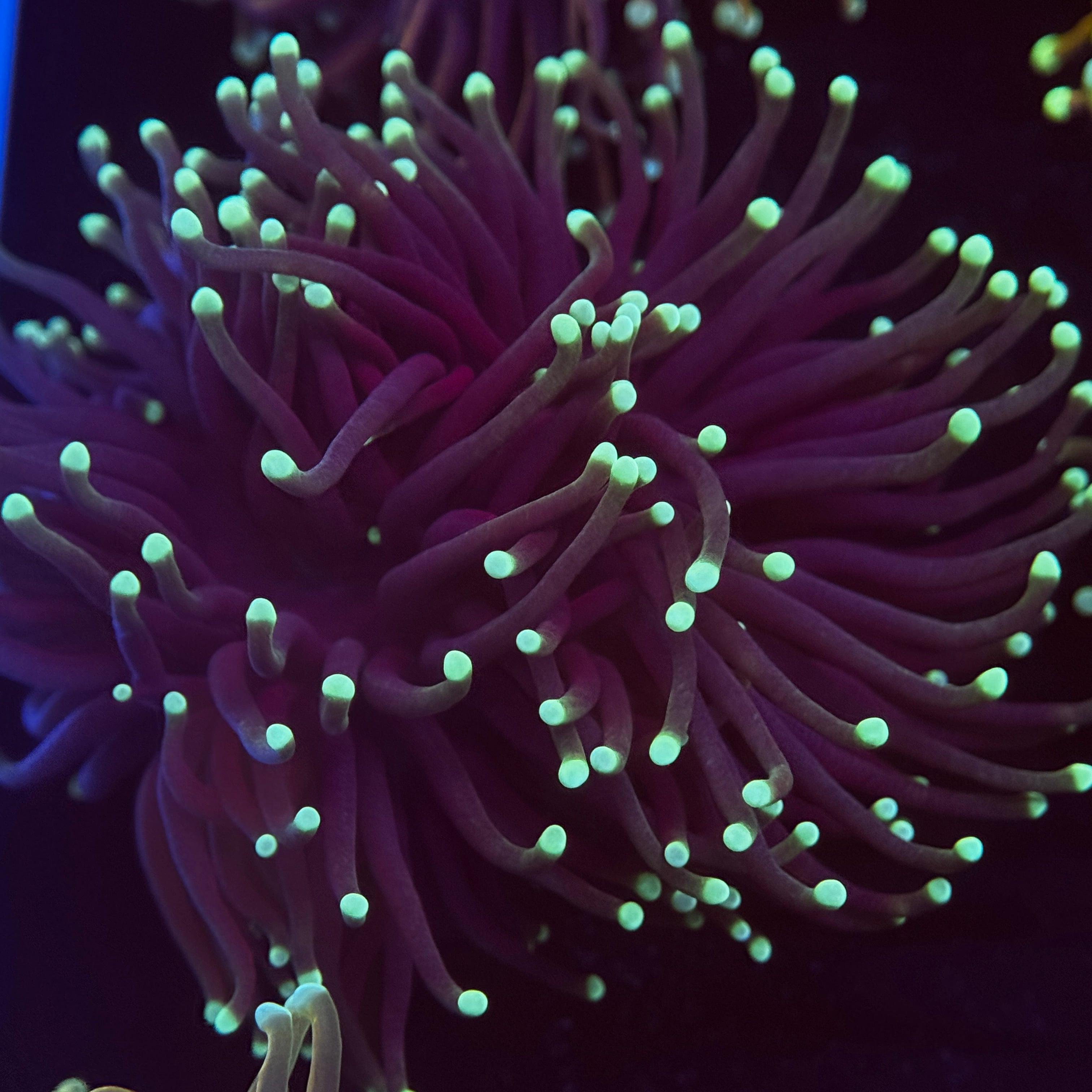 Aussie Highlighter Torch