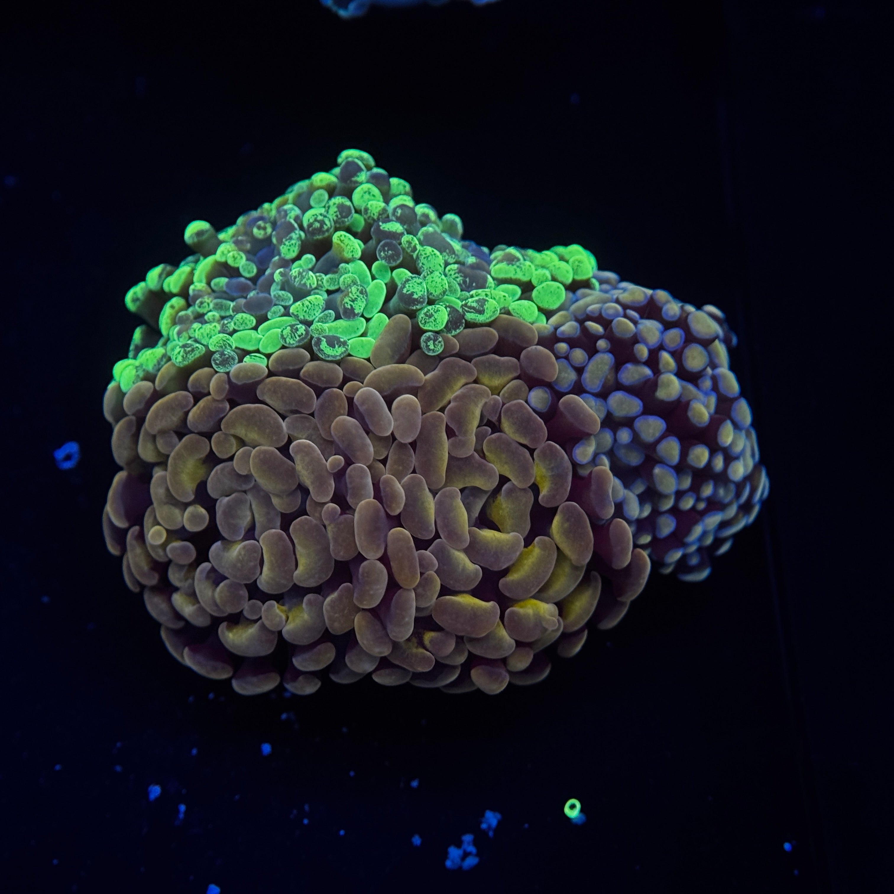 Ulttra Hammer Boquet