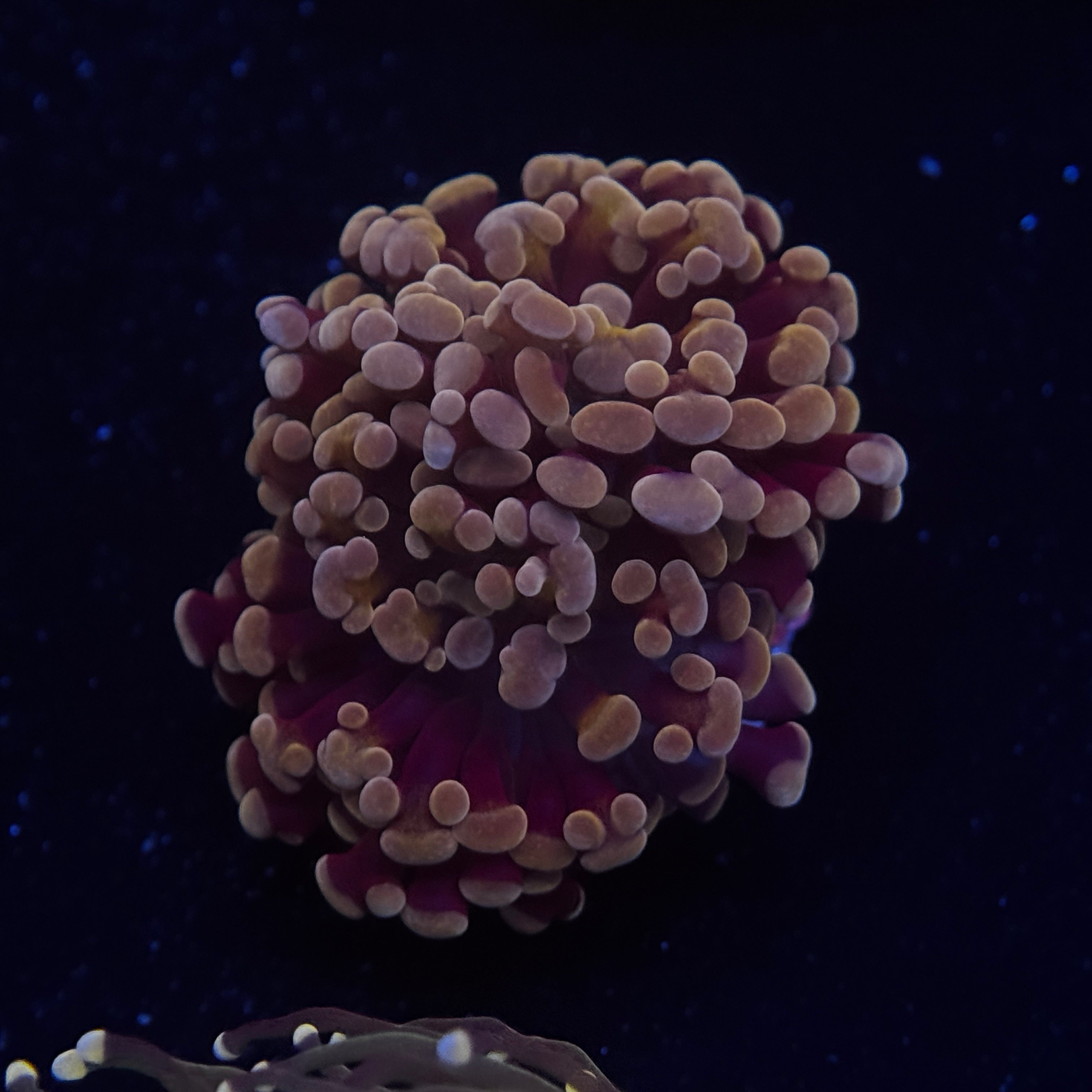 My Clementine Hammer