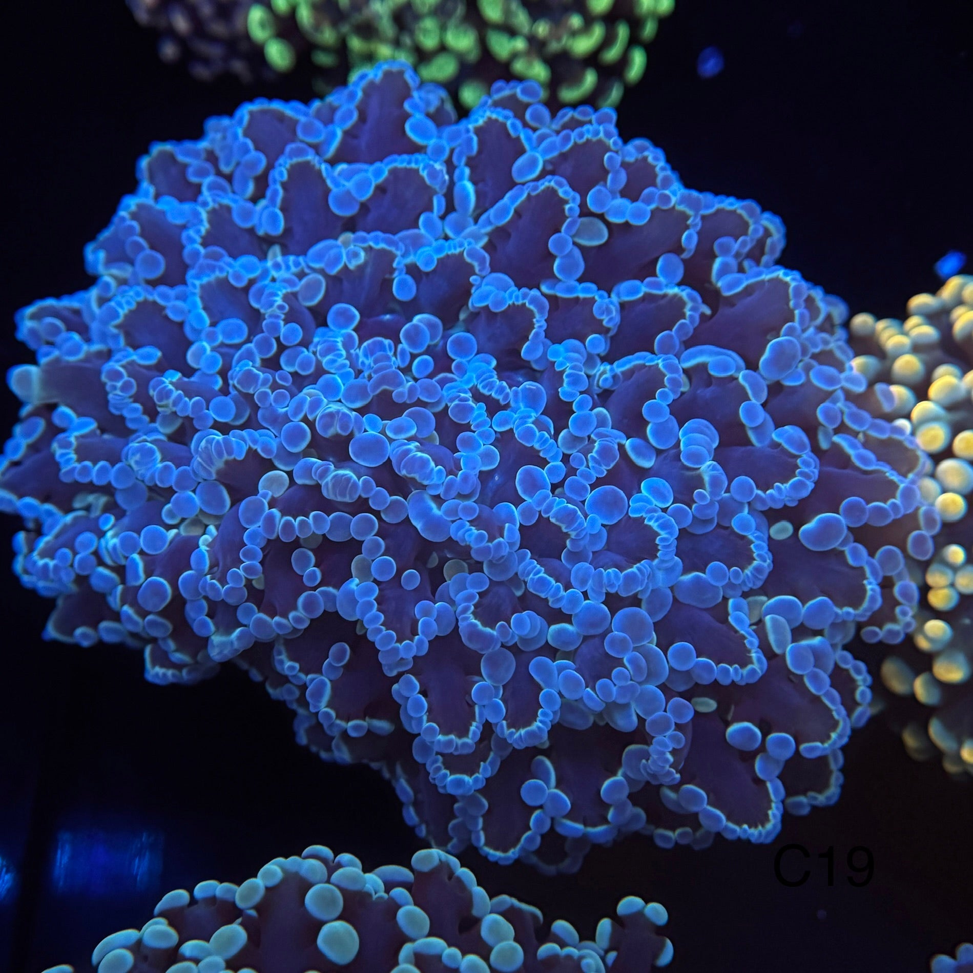 Metallic Blue Kingspawn