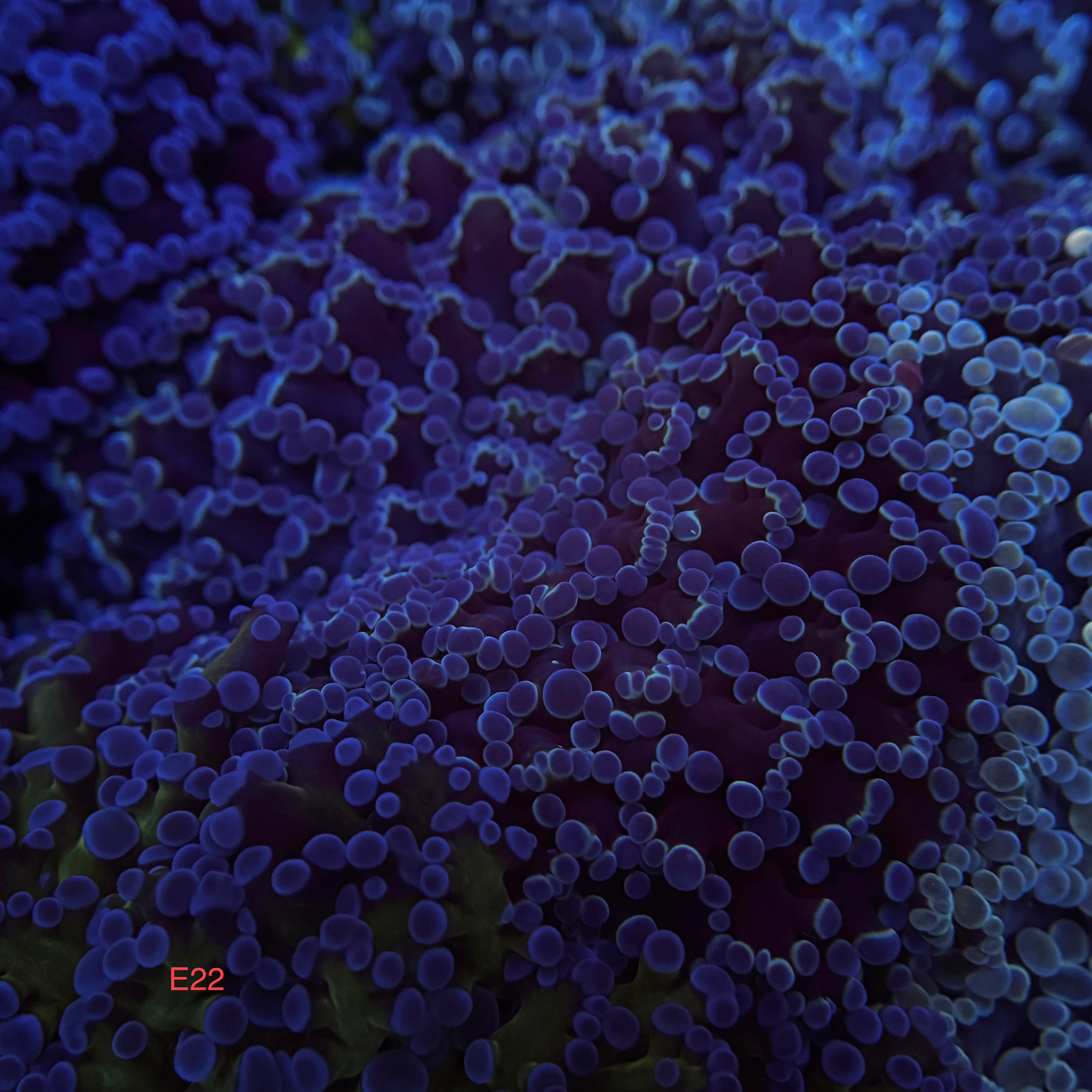 Metallic Blue Kingspawn