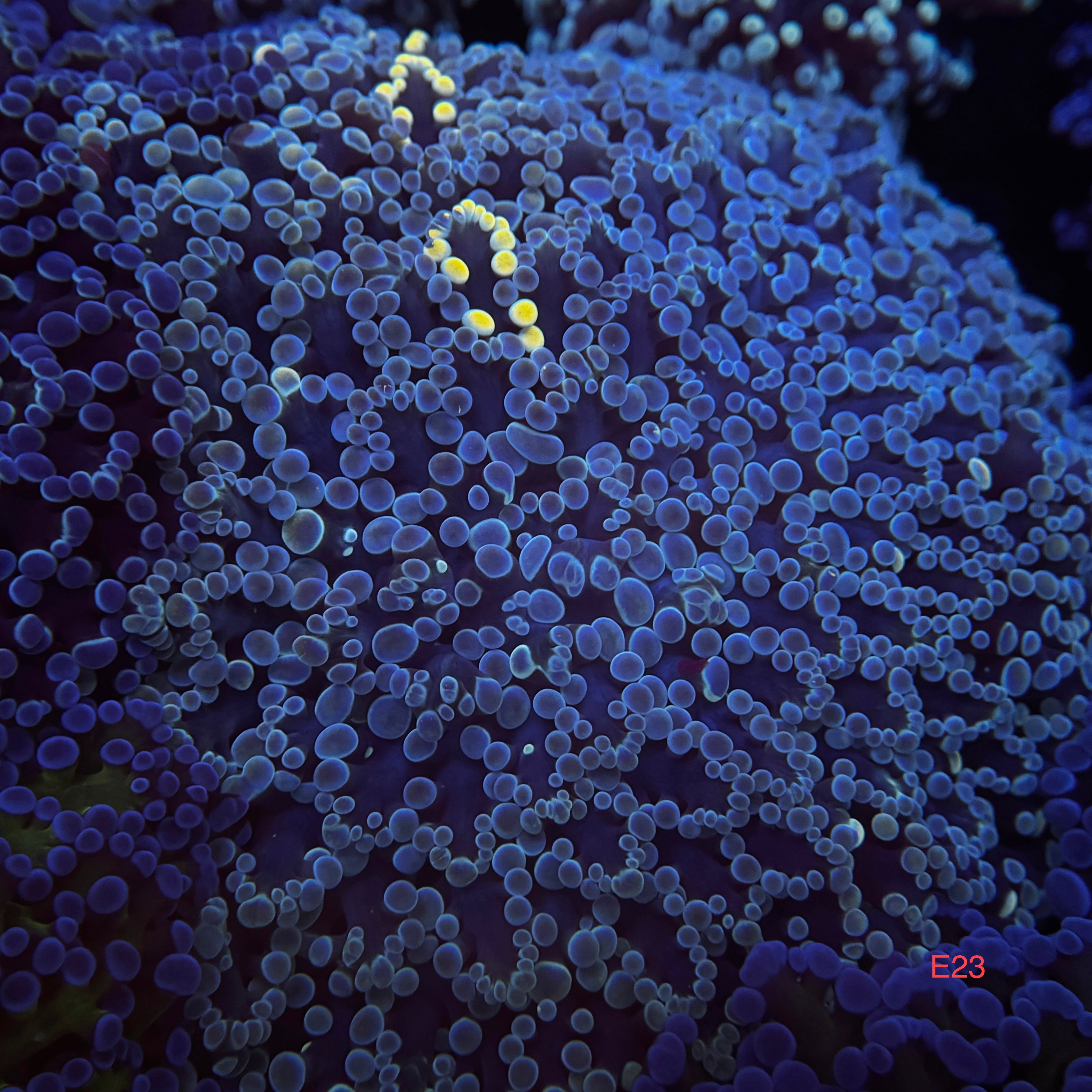 Golden Grafted Kingspawn