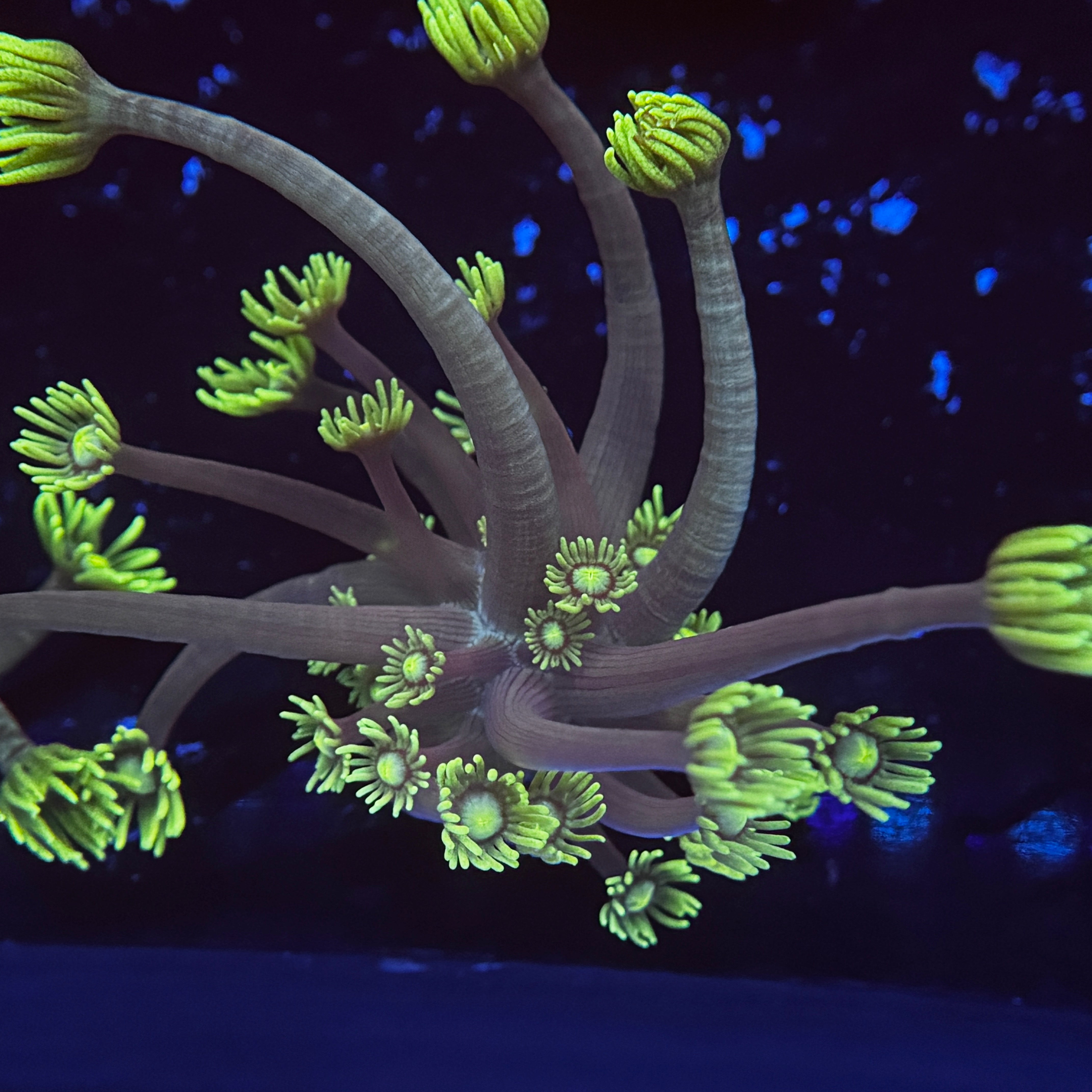 Master Yoda Goniopora