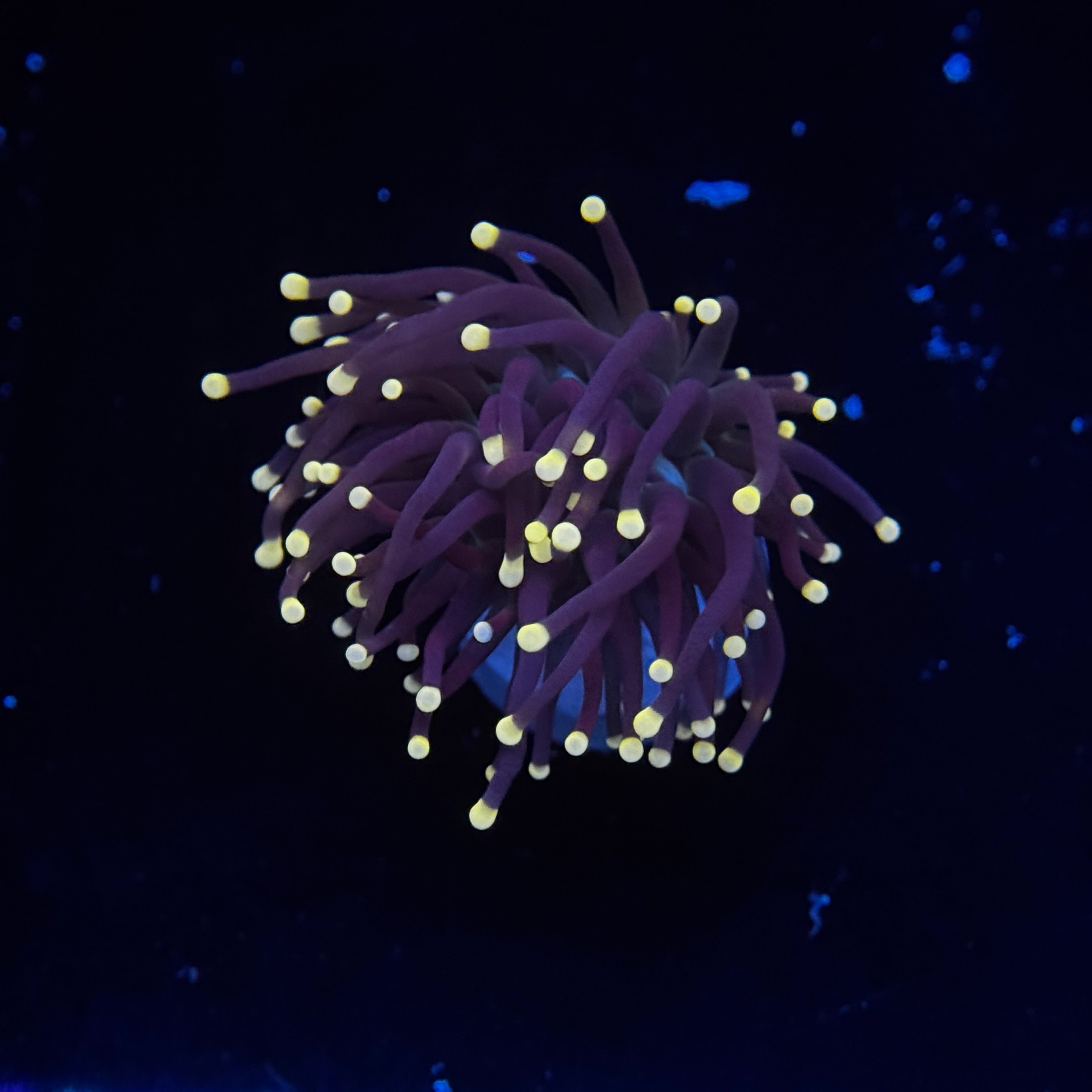 Miami Hurricane Torch