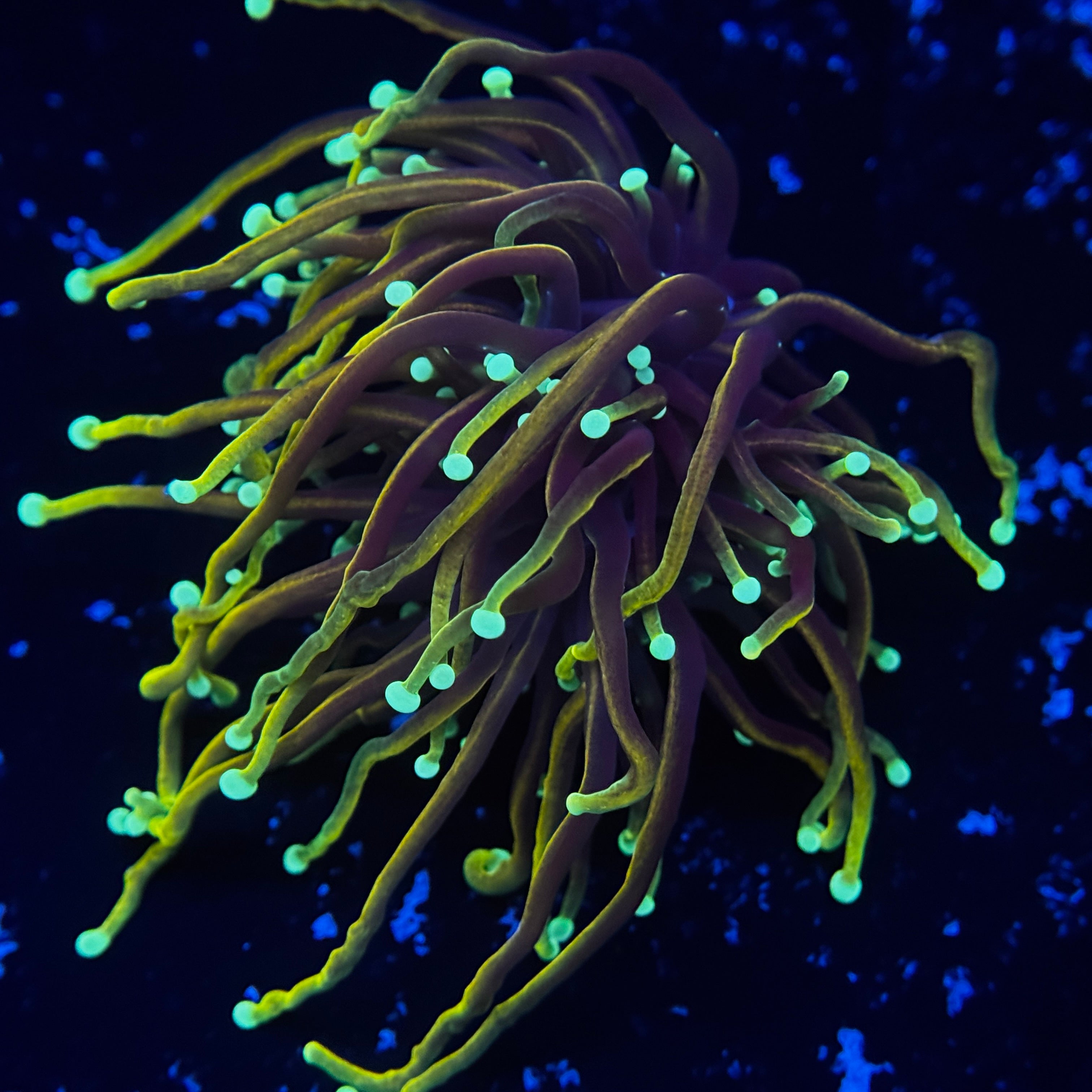 Dragon Soul Gold Torch