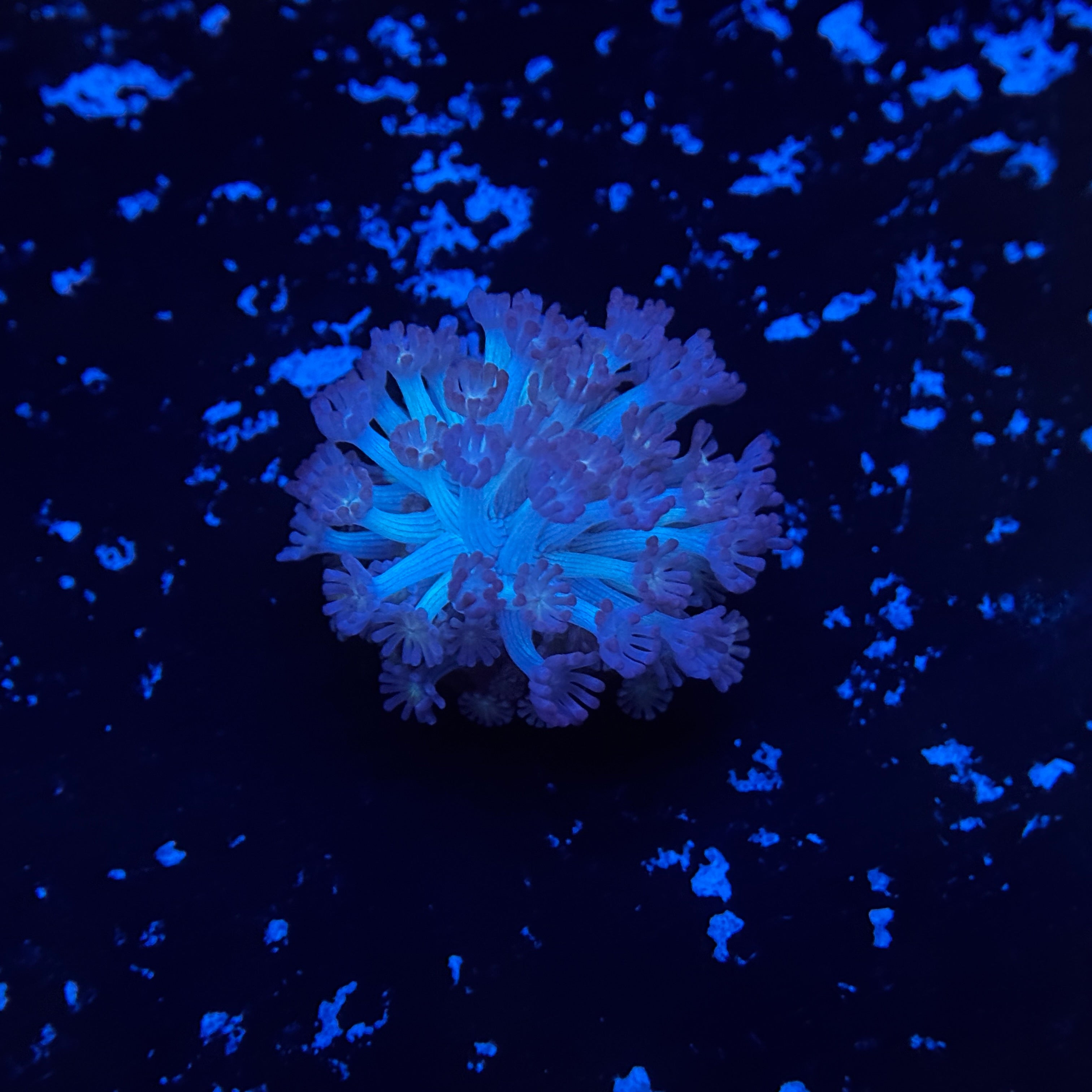 Blue Stem Alveopora