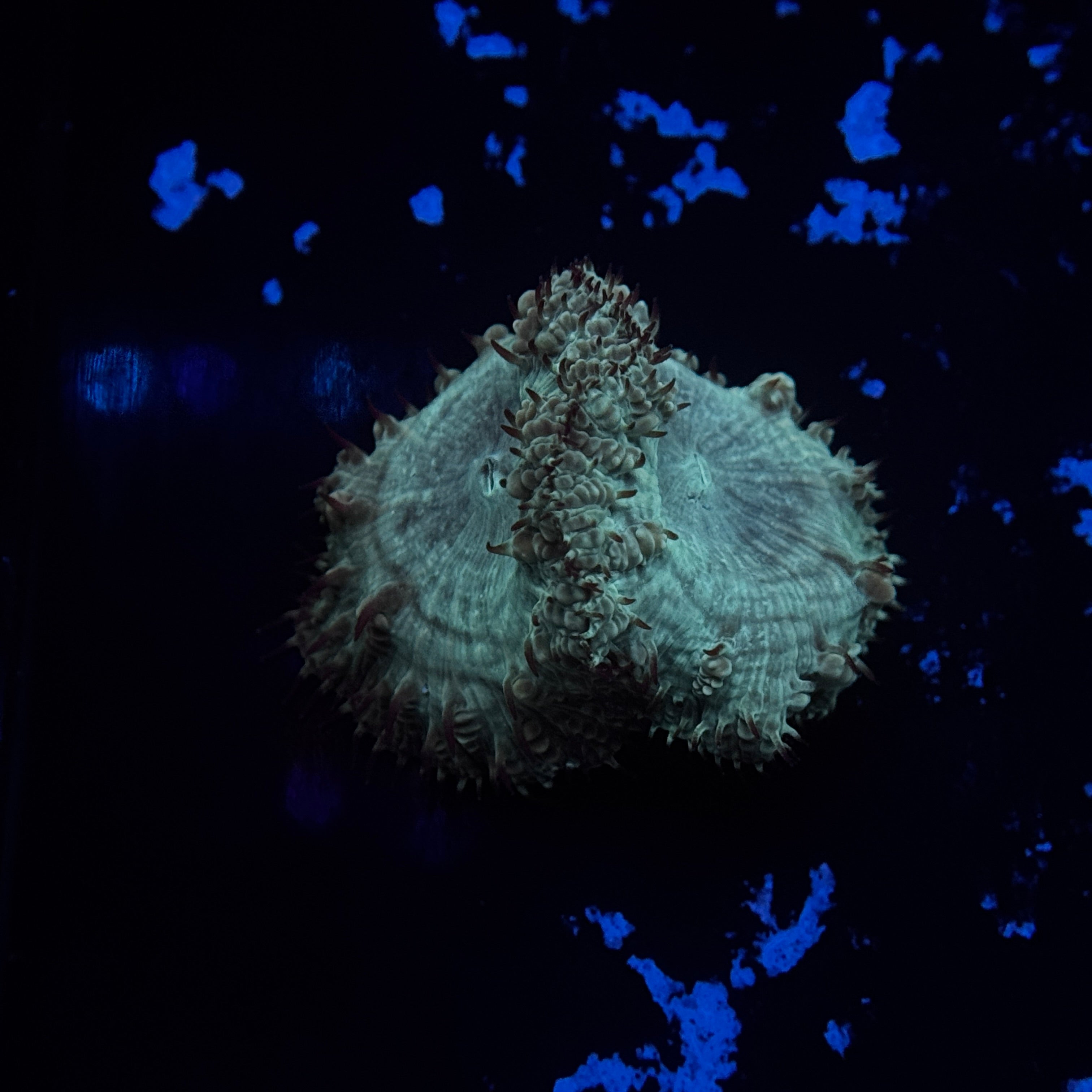 Sapphire Blastomussa Welsi