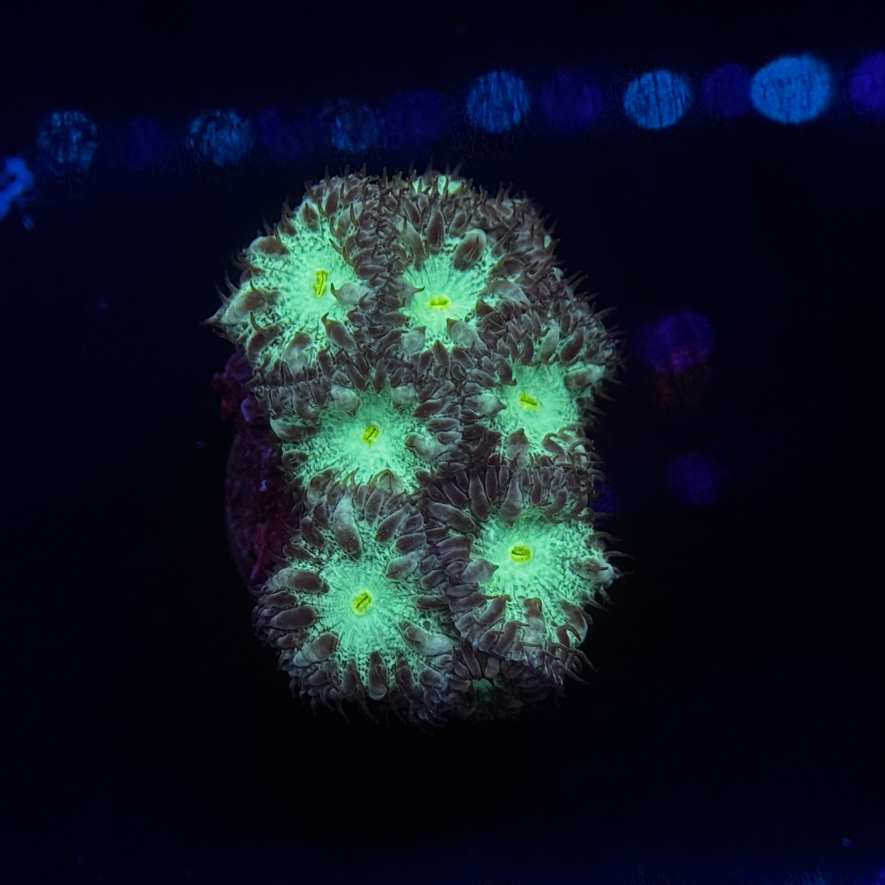 Fools Gold Blastomussa Merletti