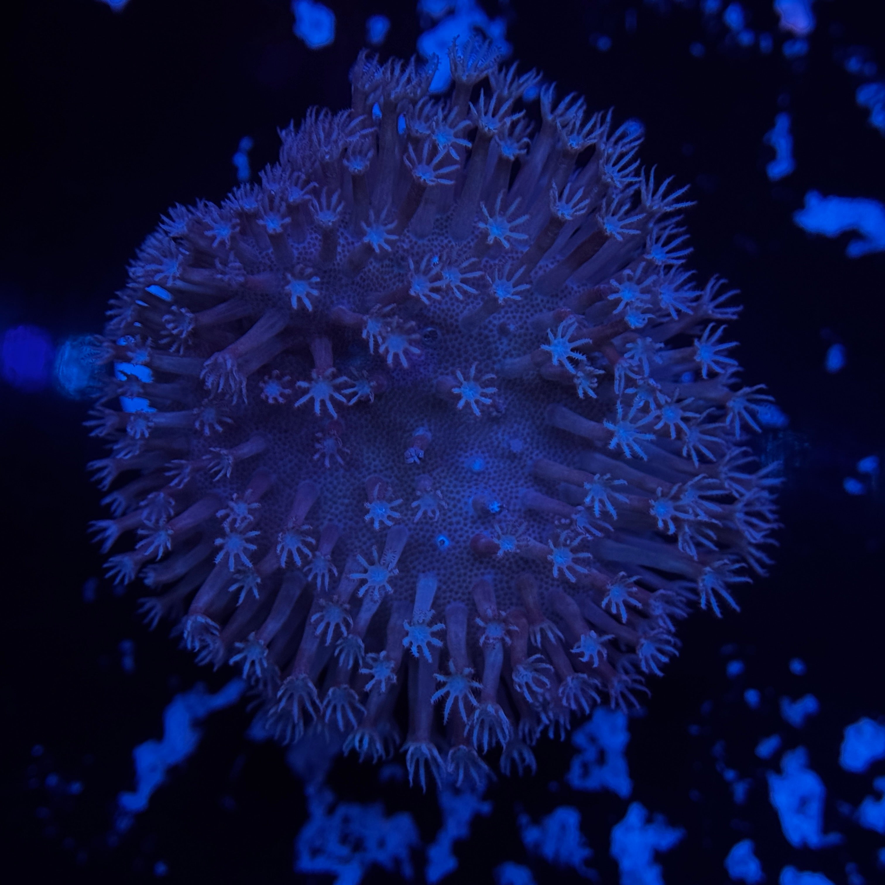 White Tip Toadstool Leather