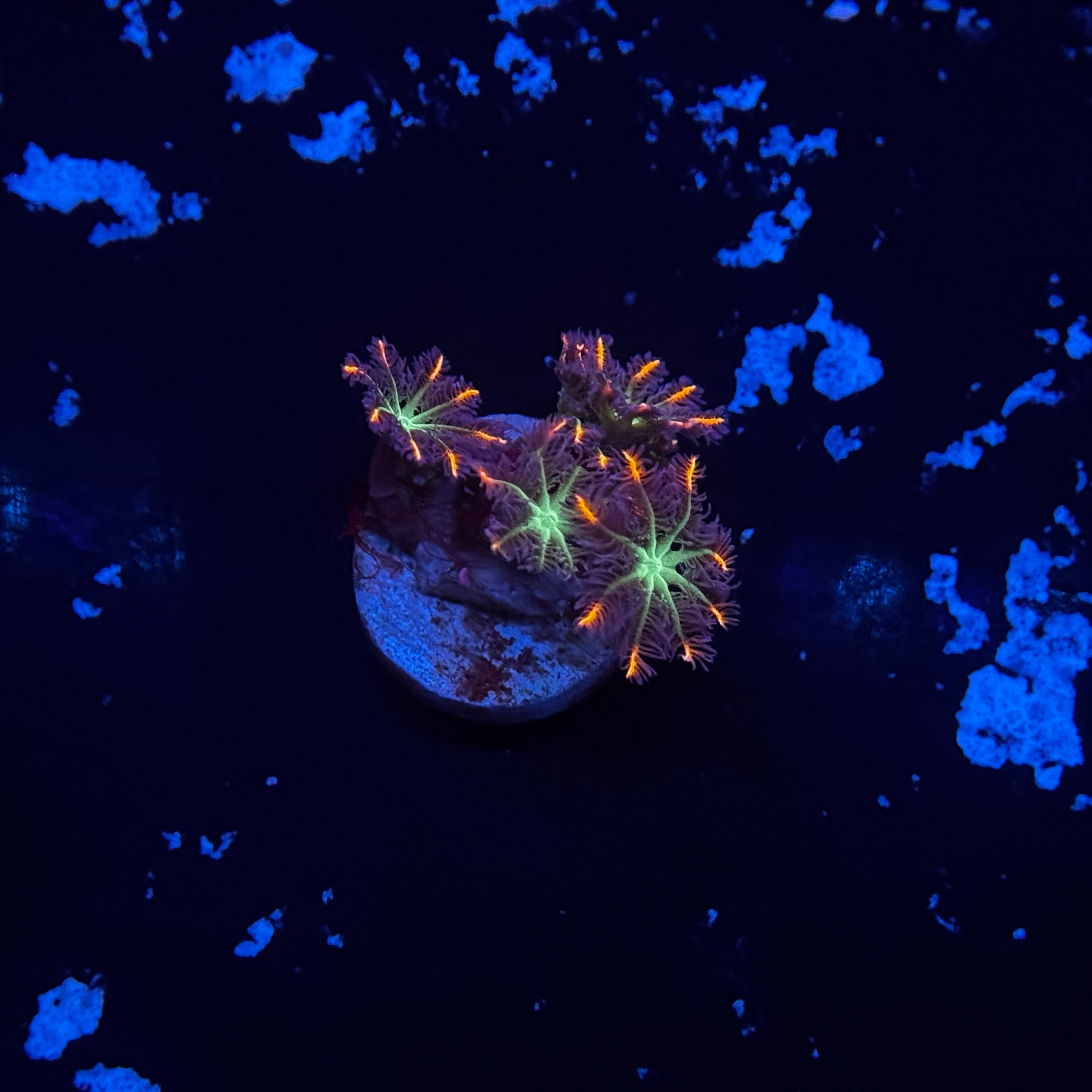 Fireworks Clove Polyps