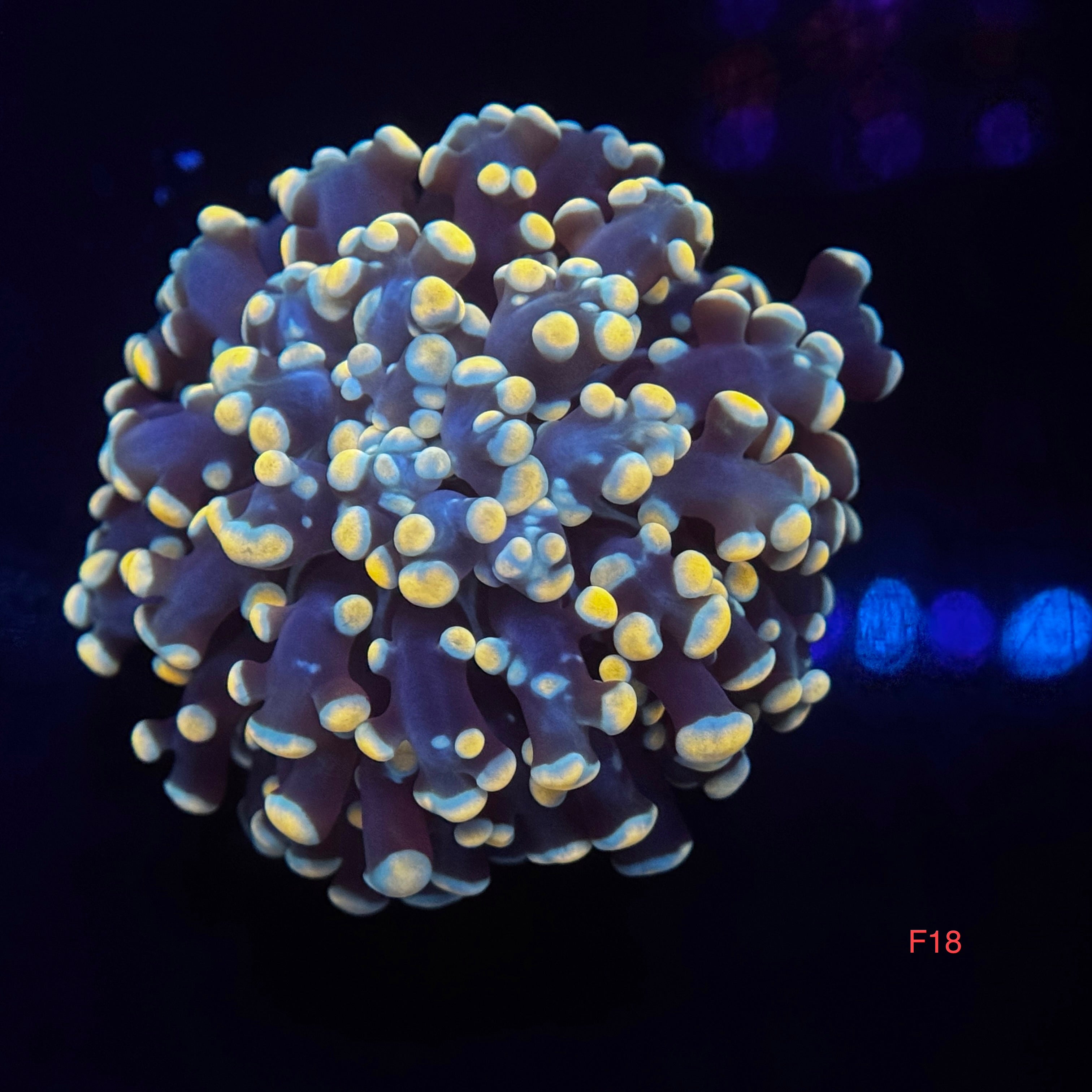 Gold Nugget Kingspawn