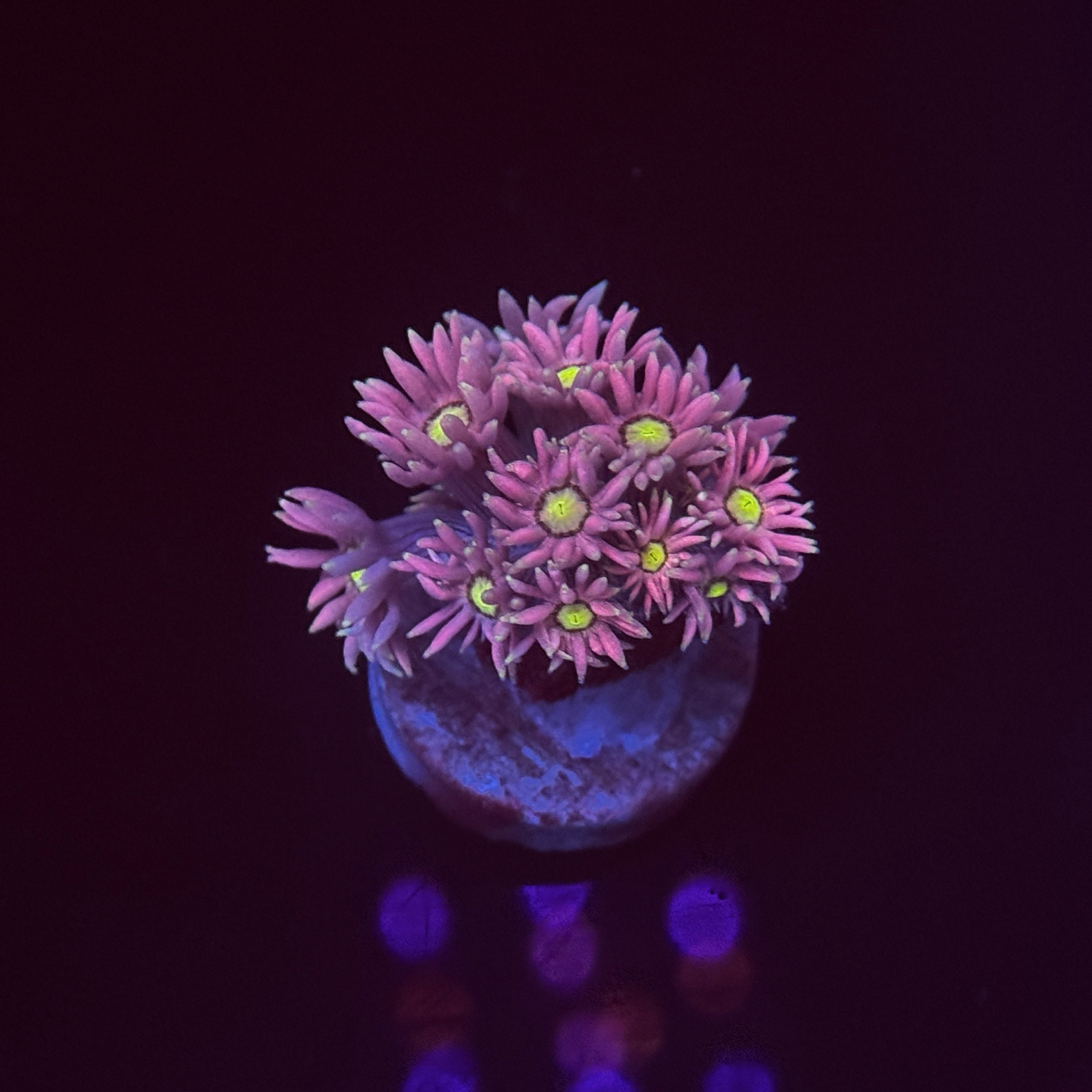 Tropic Daisy Goniopora