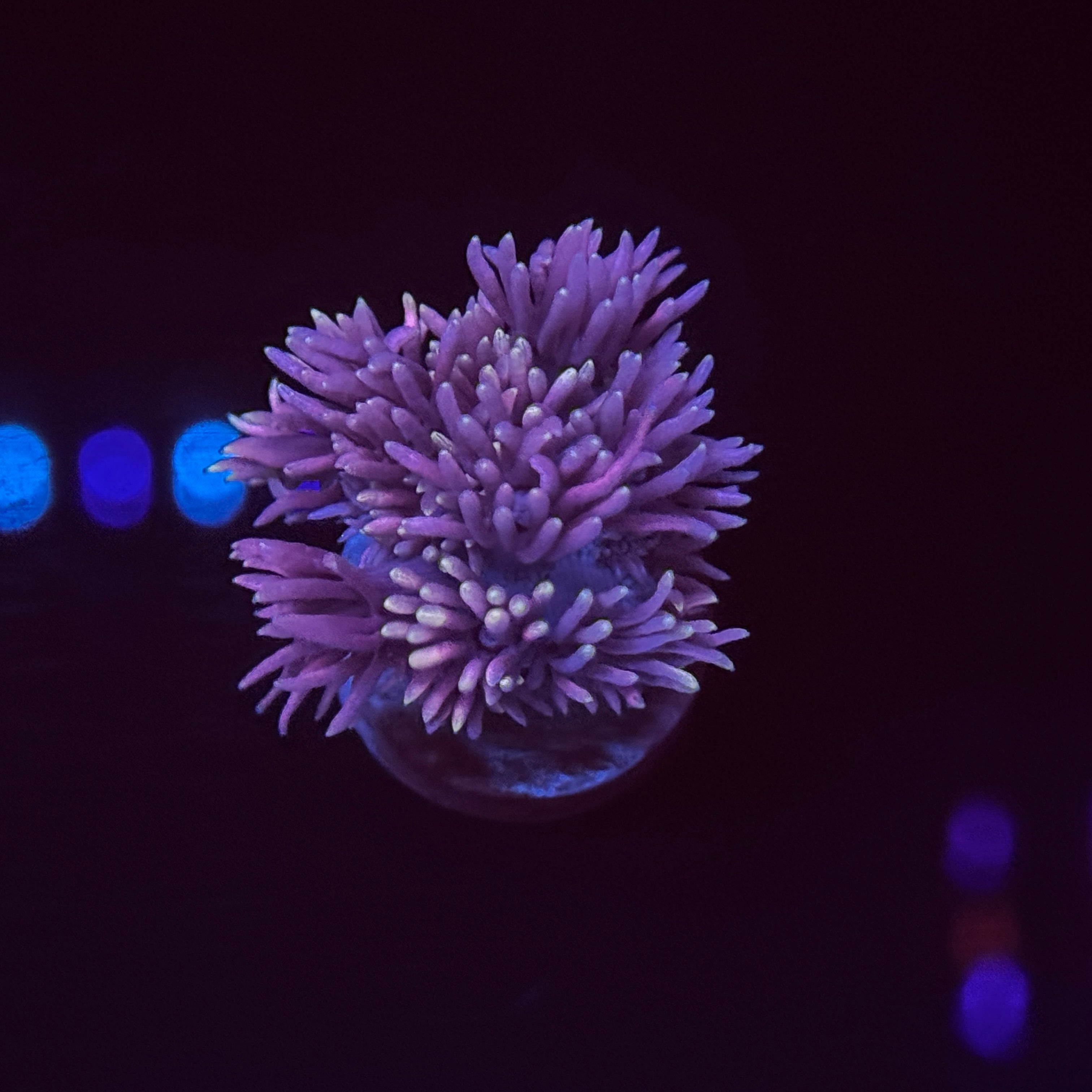 Cloud Burst Goniopora