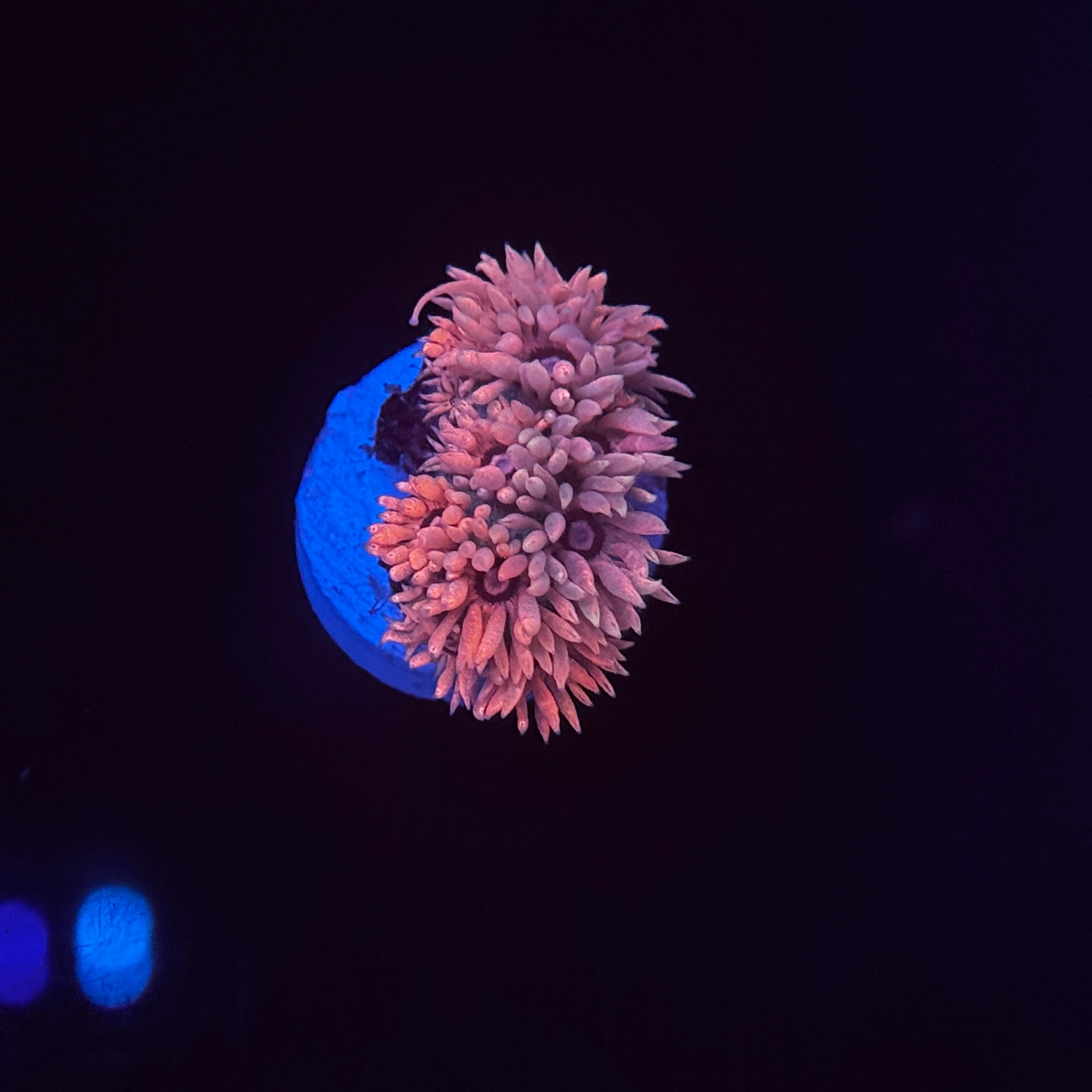 Cloud Burst Goniopora