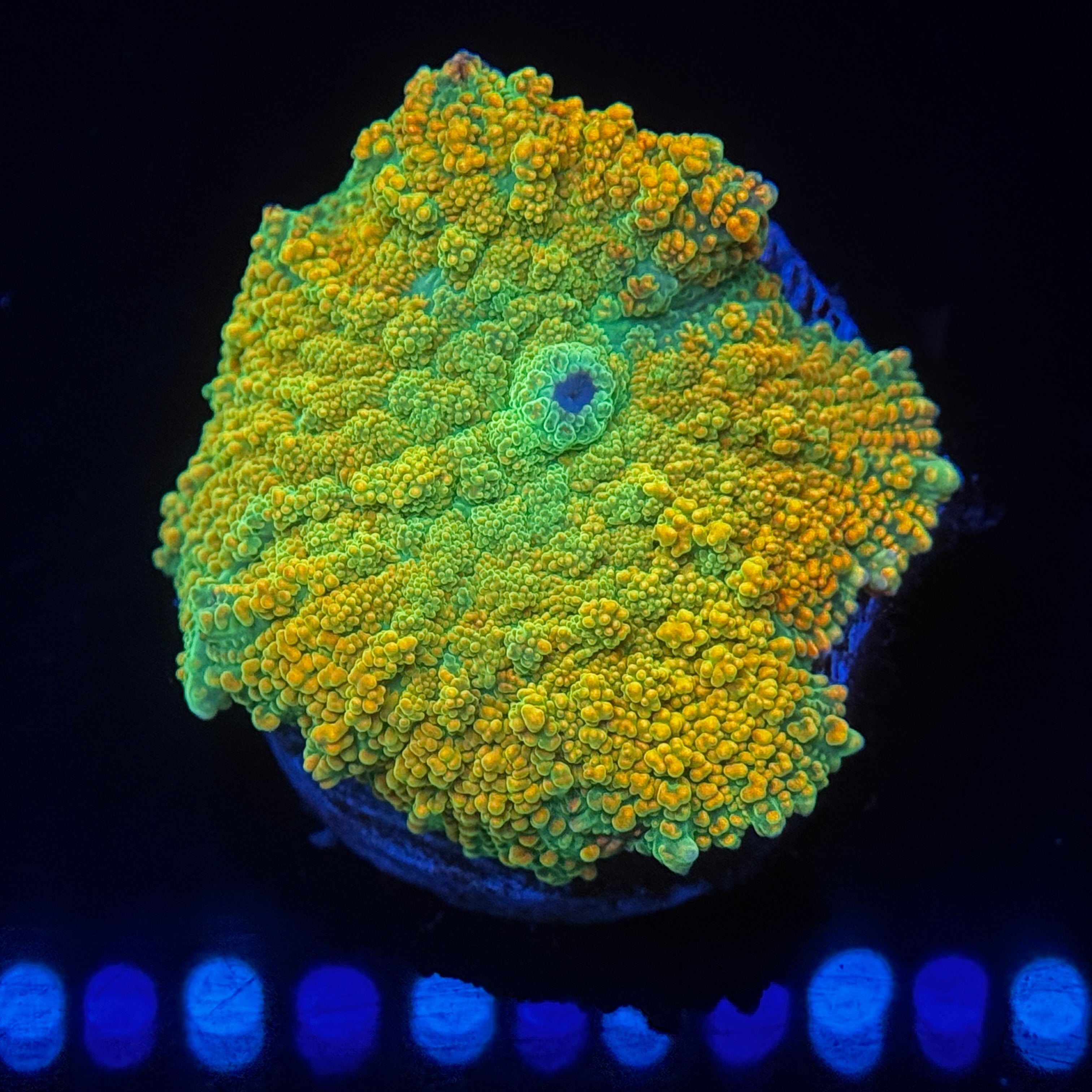 Tequilla Sunrise Mushroom