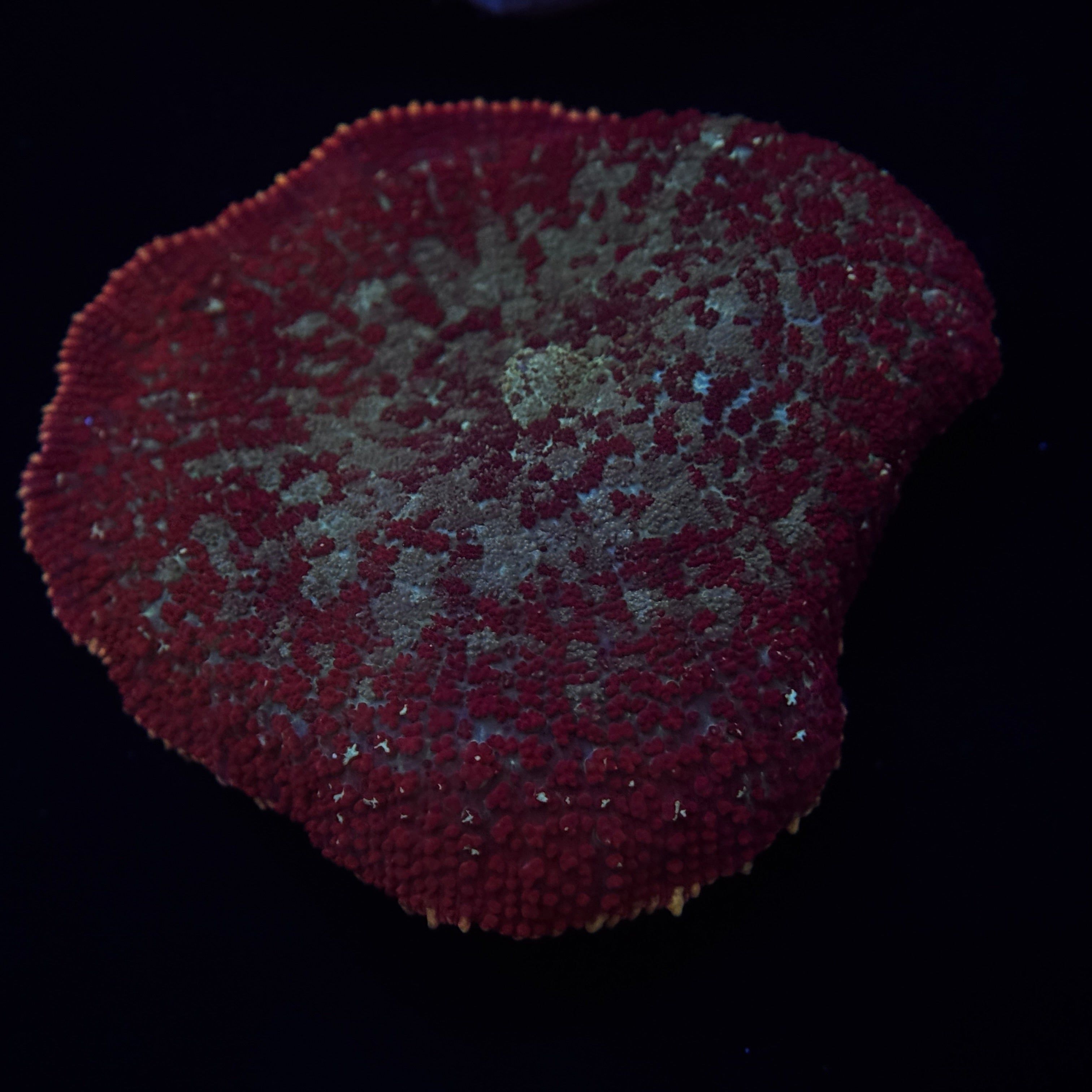 Ron Bergundy Mushroom