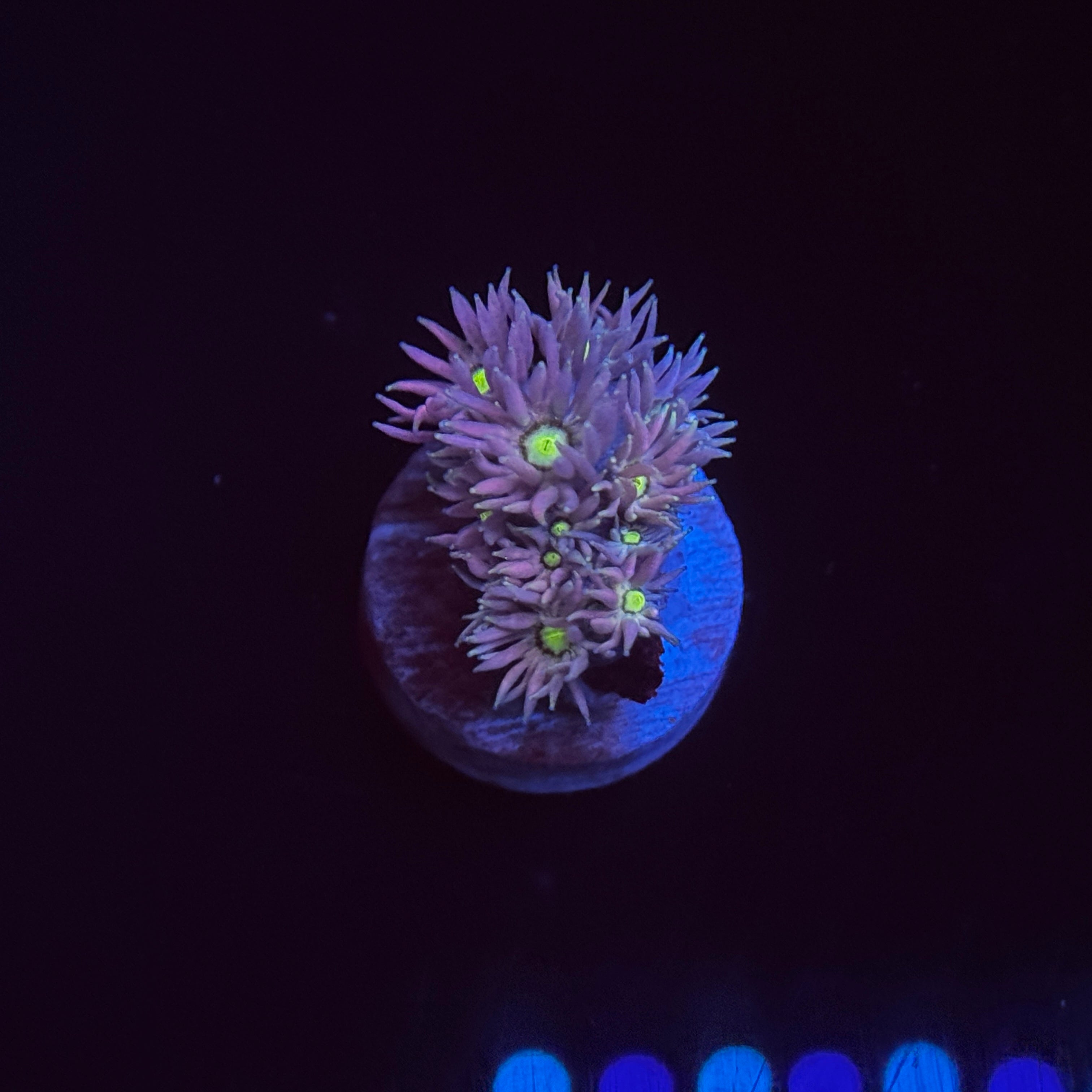 Unicorn Tears Goniopora