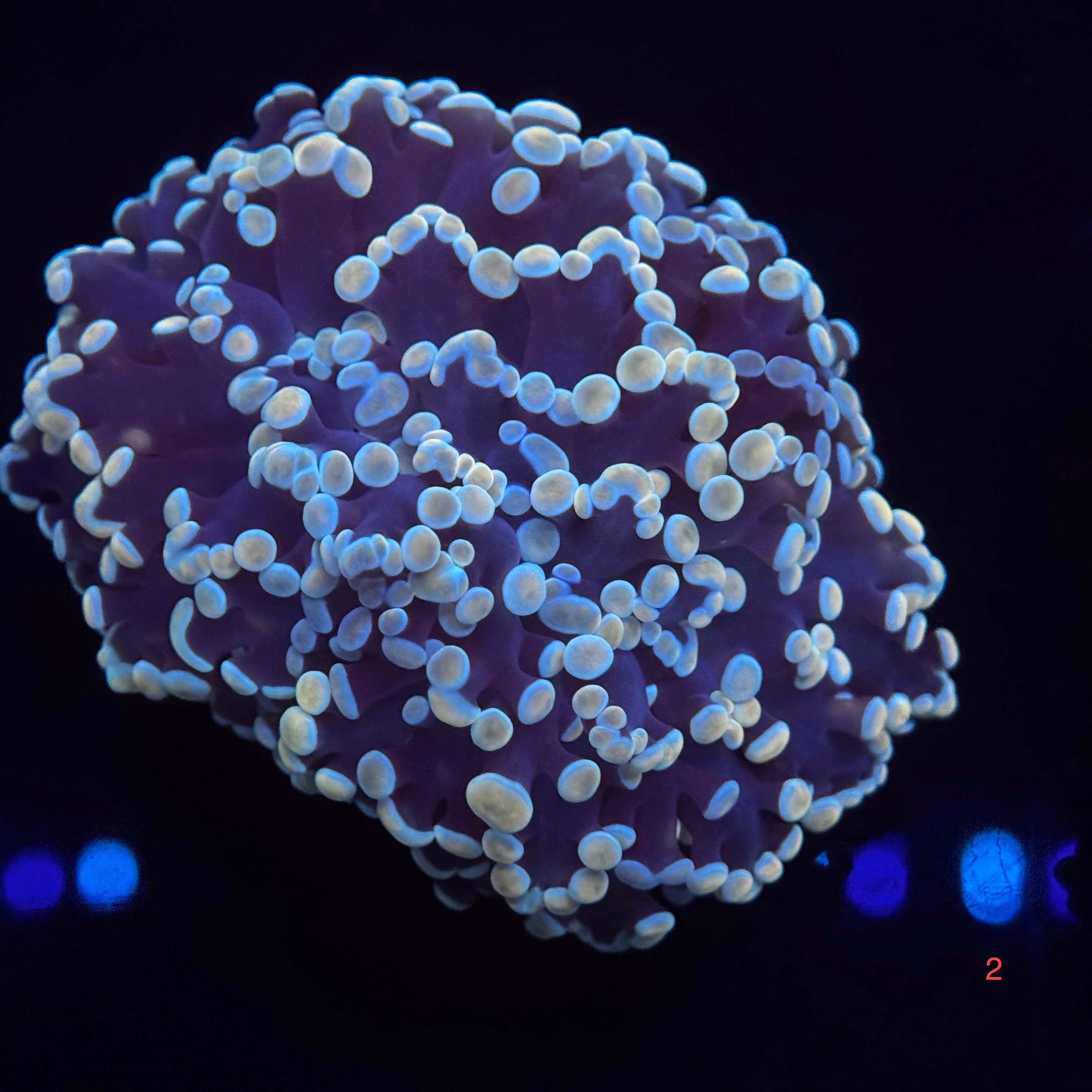 Golden Sapphire Kingspawn