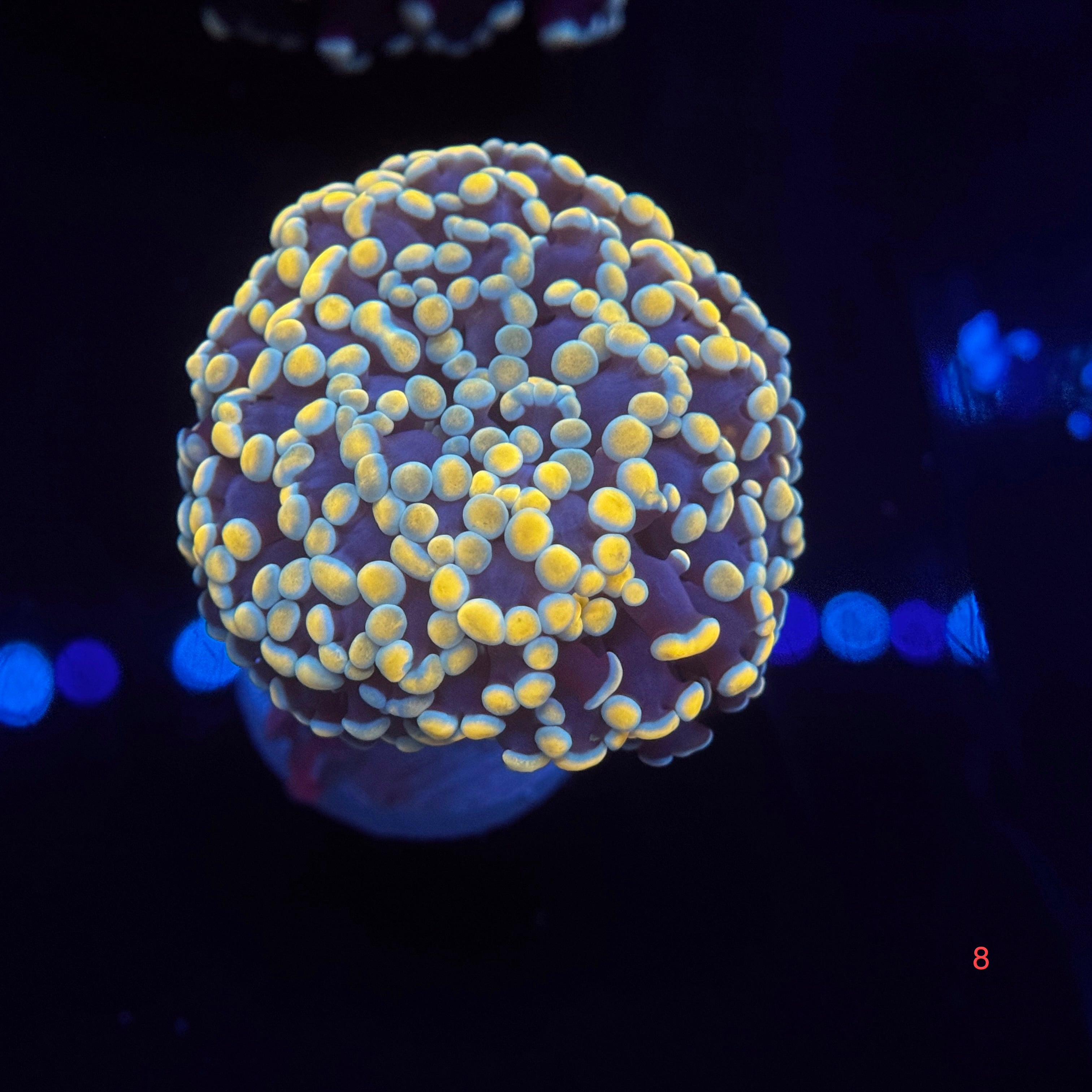 Ultra Gold Kingspawn (golfball)