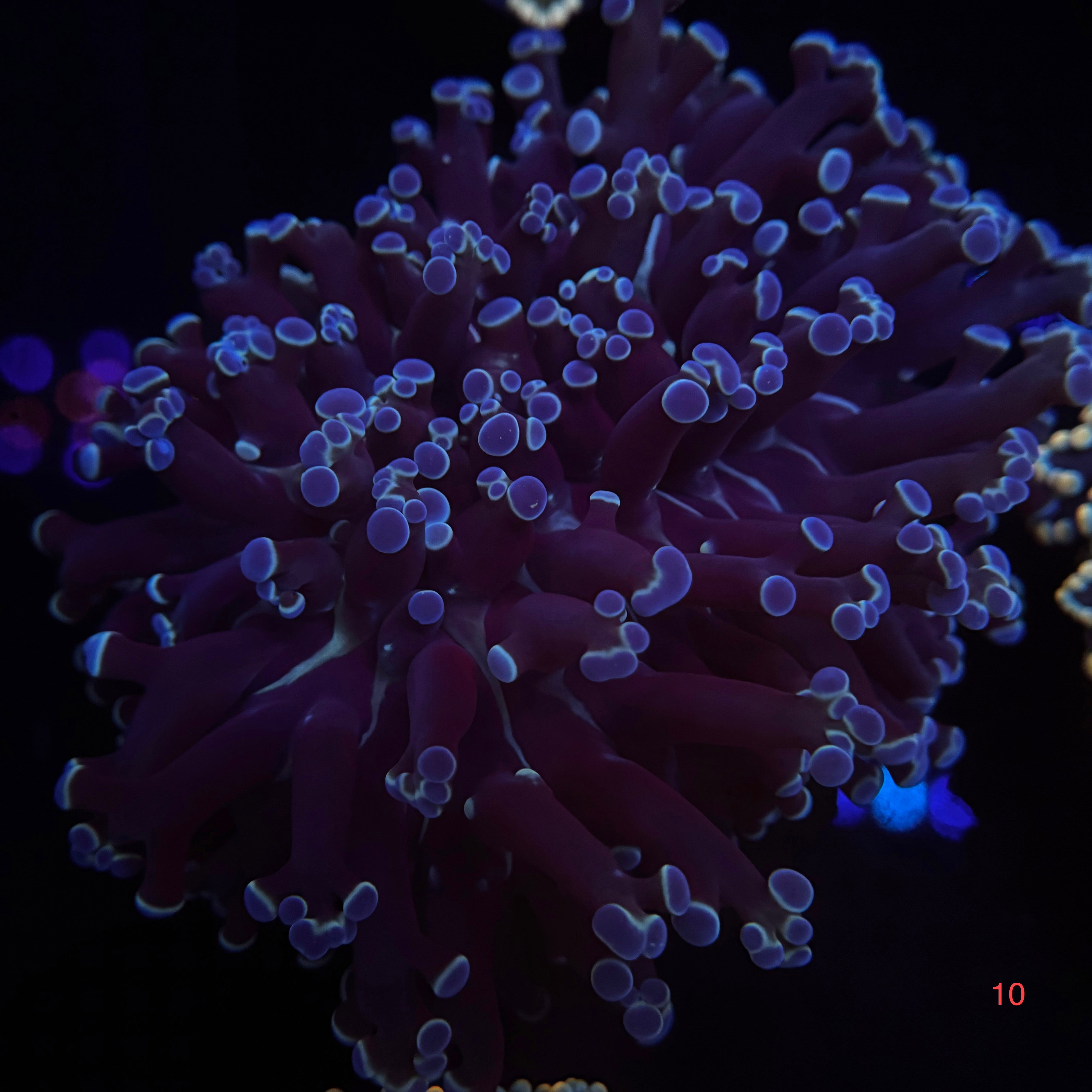 Dark Metallic Kingspawn