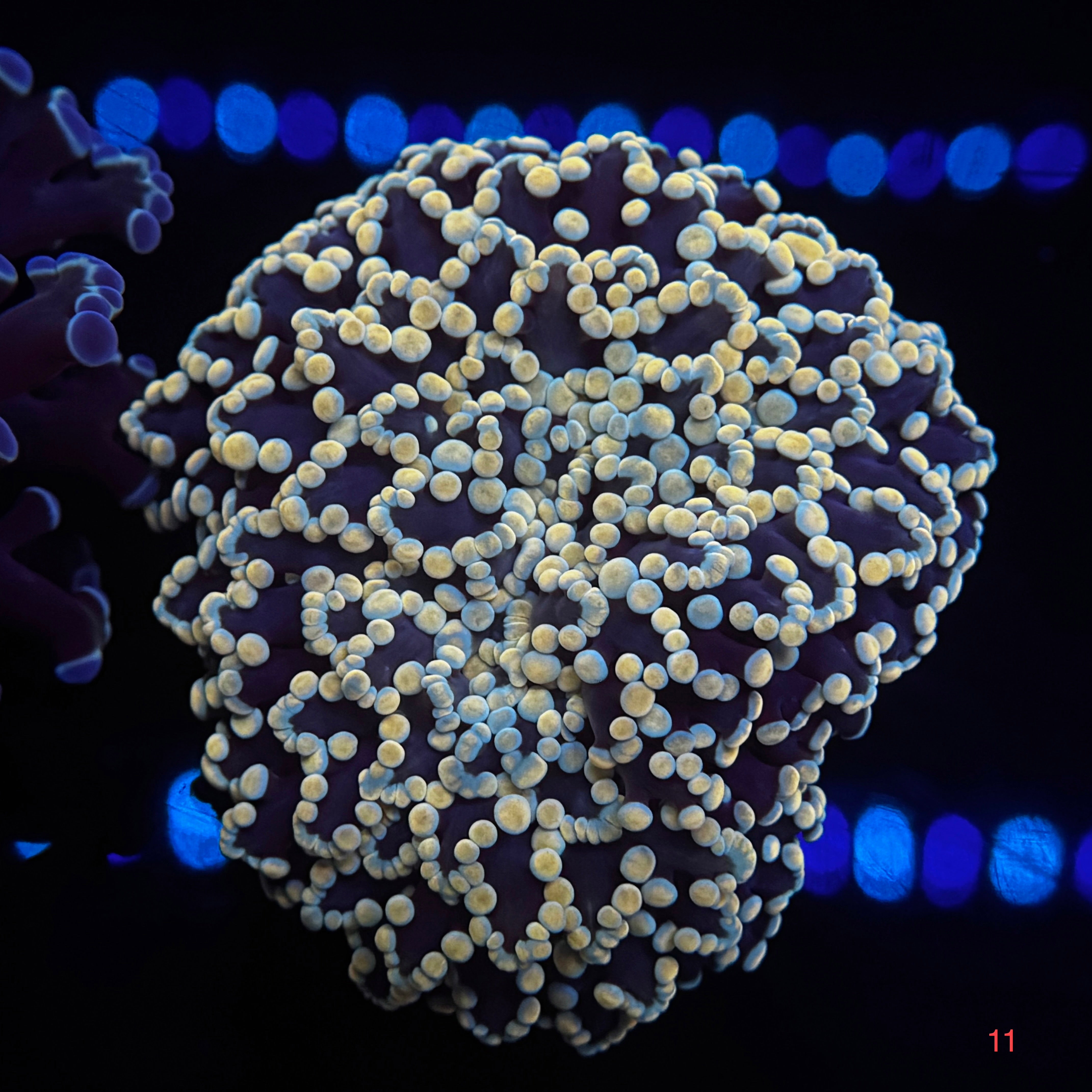 Golden Kingspawn (Showpiece)