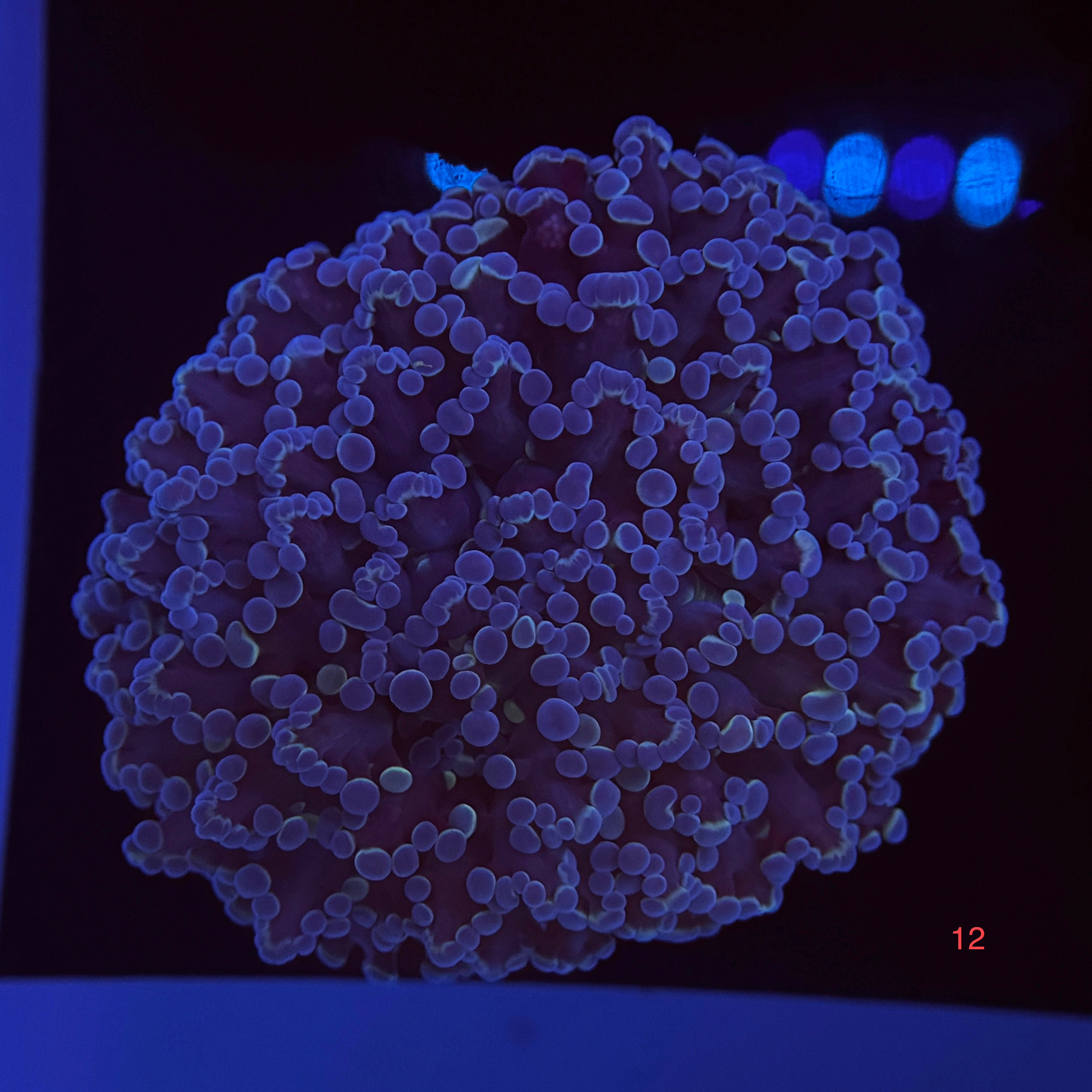 Metallic Blue Kingspawn