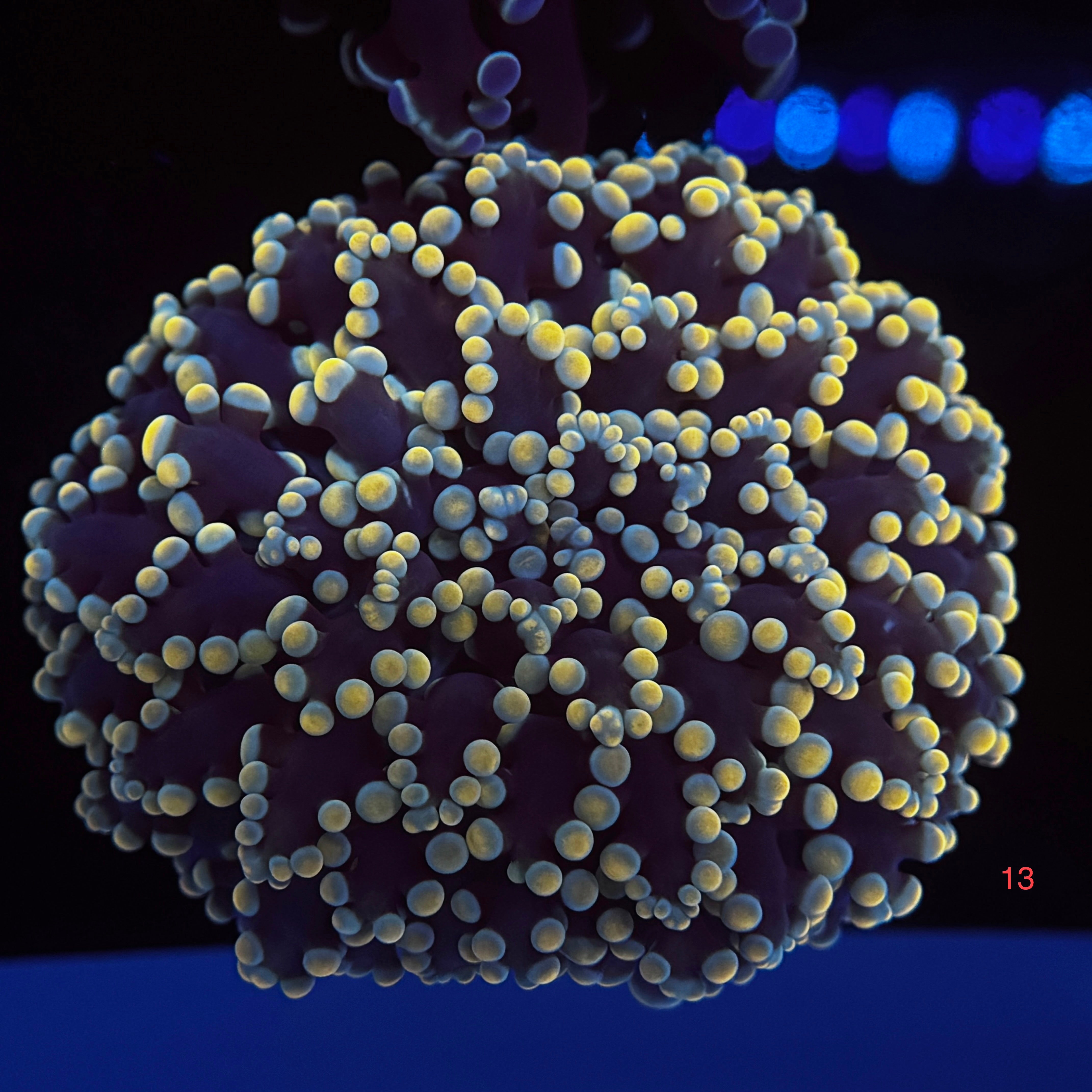 Golden Kingspawn (Showpiece)