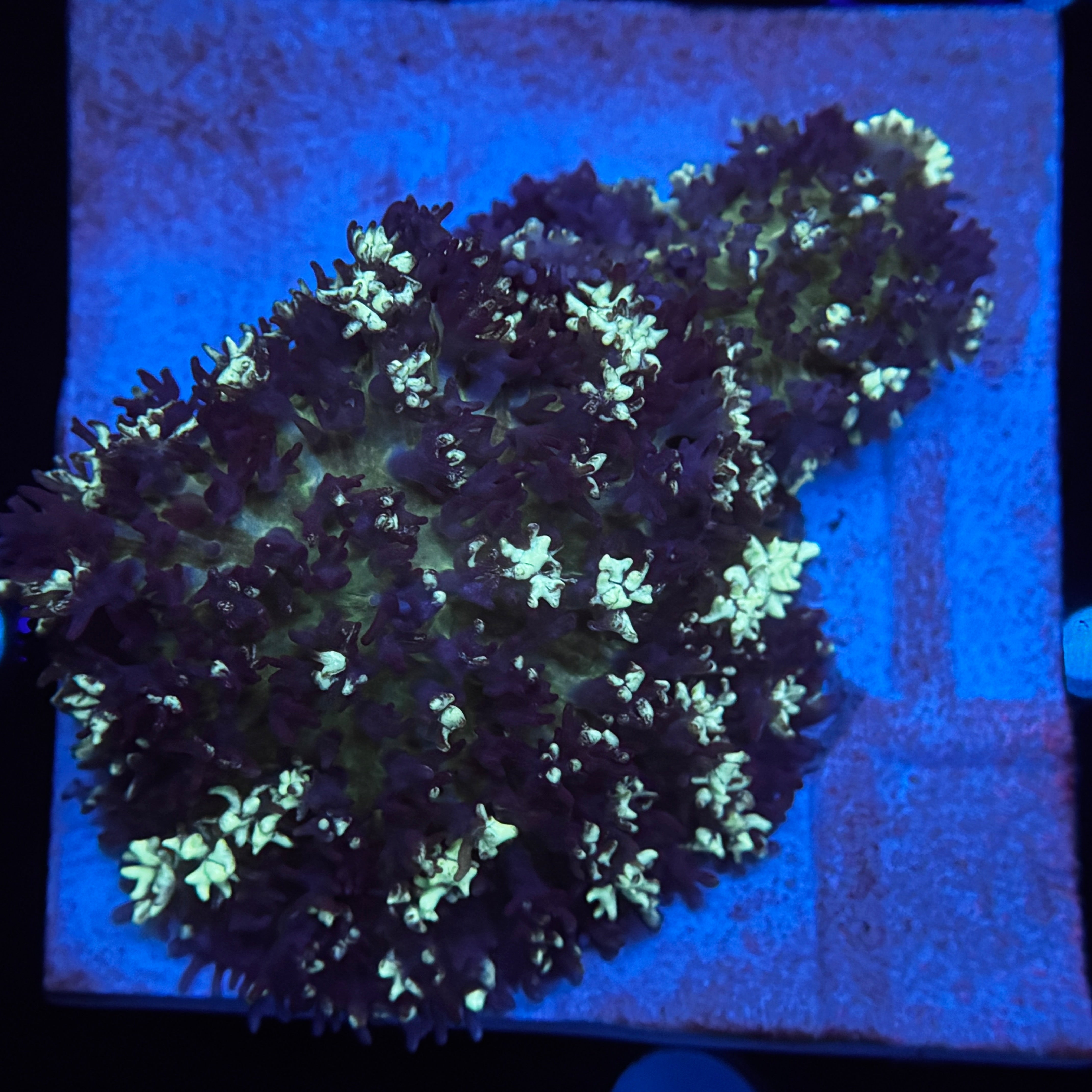 Fluffy Carpet Mushroom on Tile