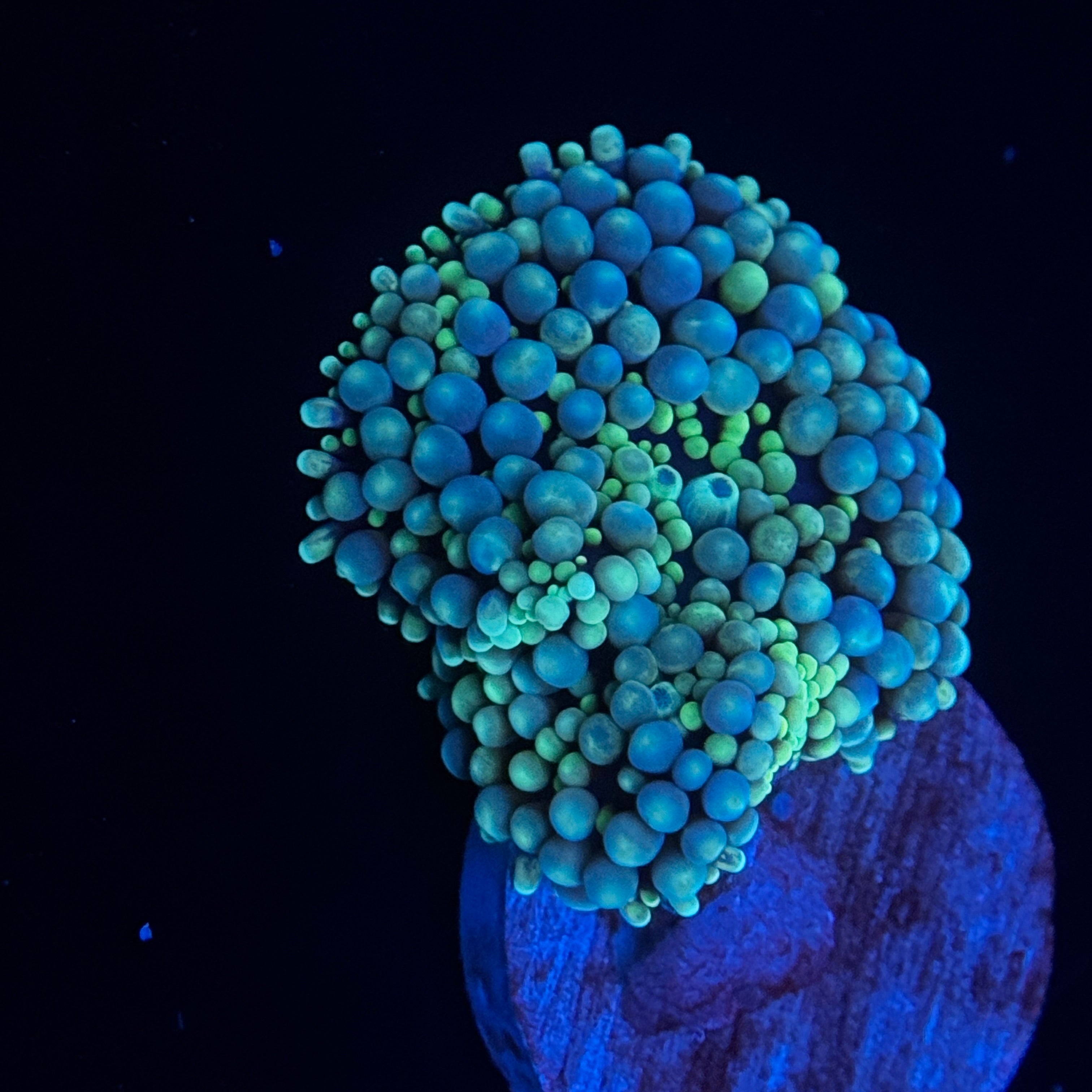 Belize Ricordea Mushroom