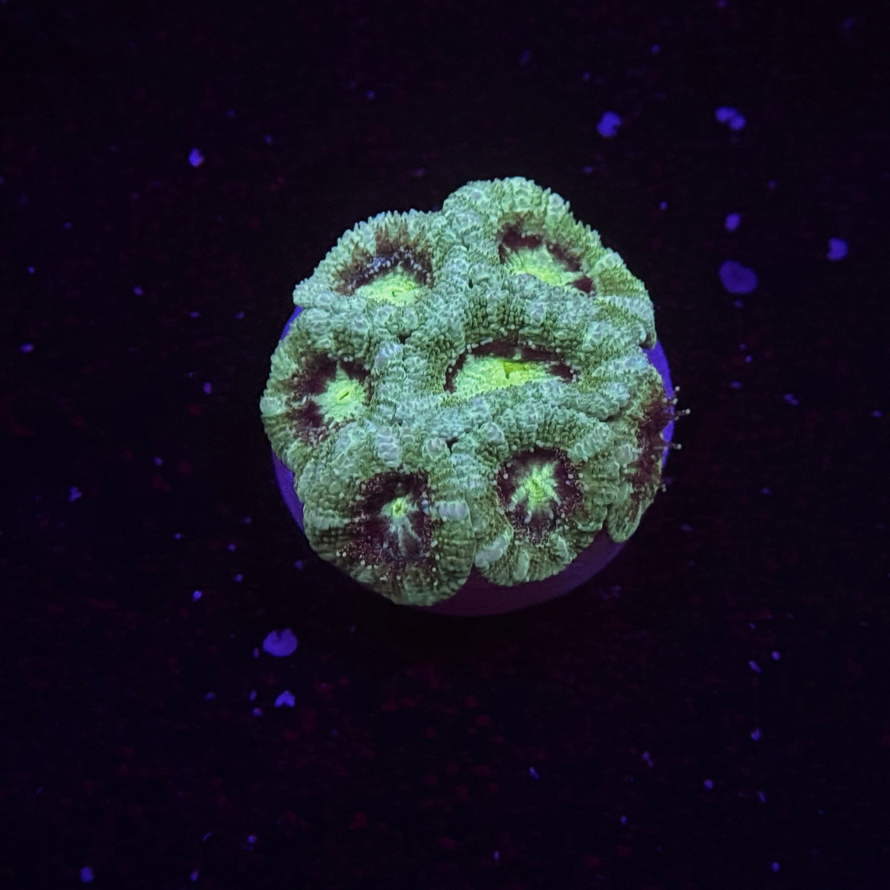 Aussie Acan Micromussa
