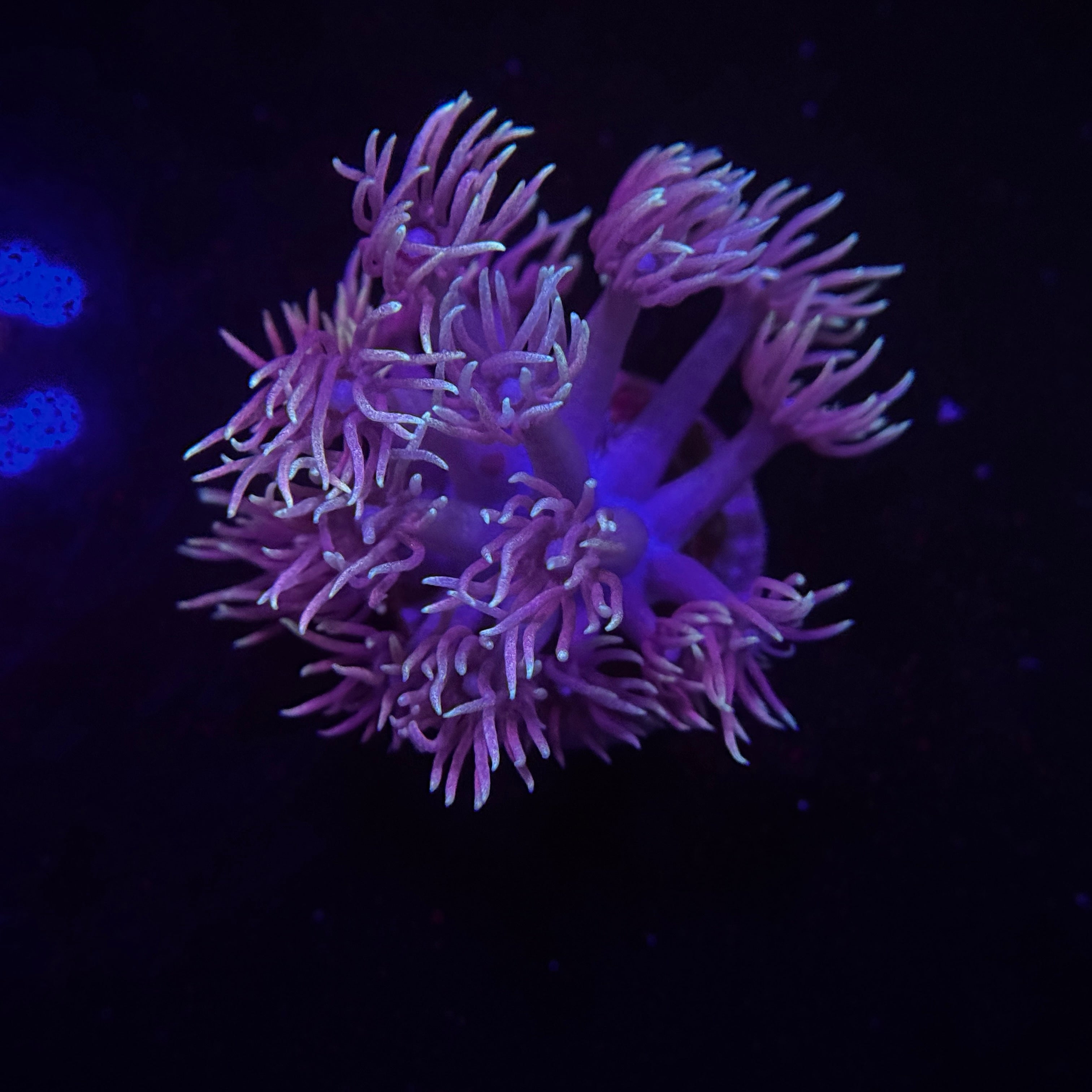 Pixie Stix Gonipora