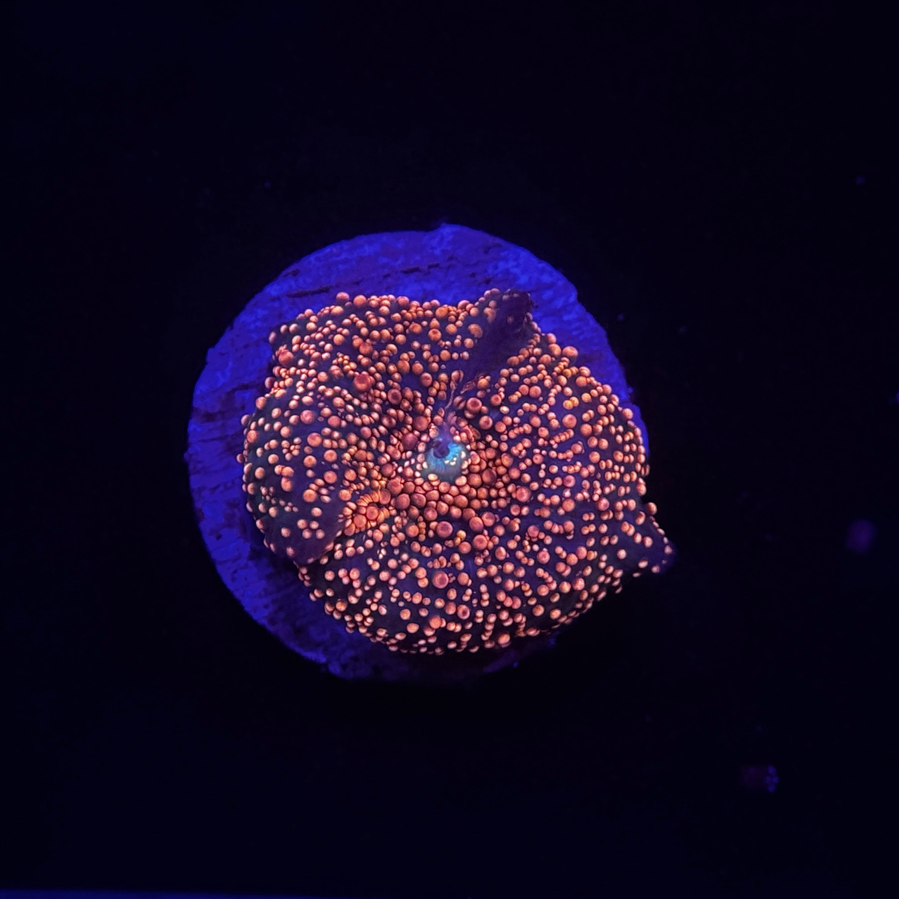 Pink Interstellar Discosoma Mushroom