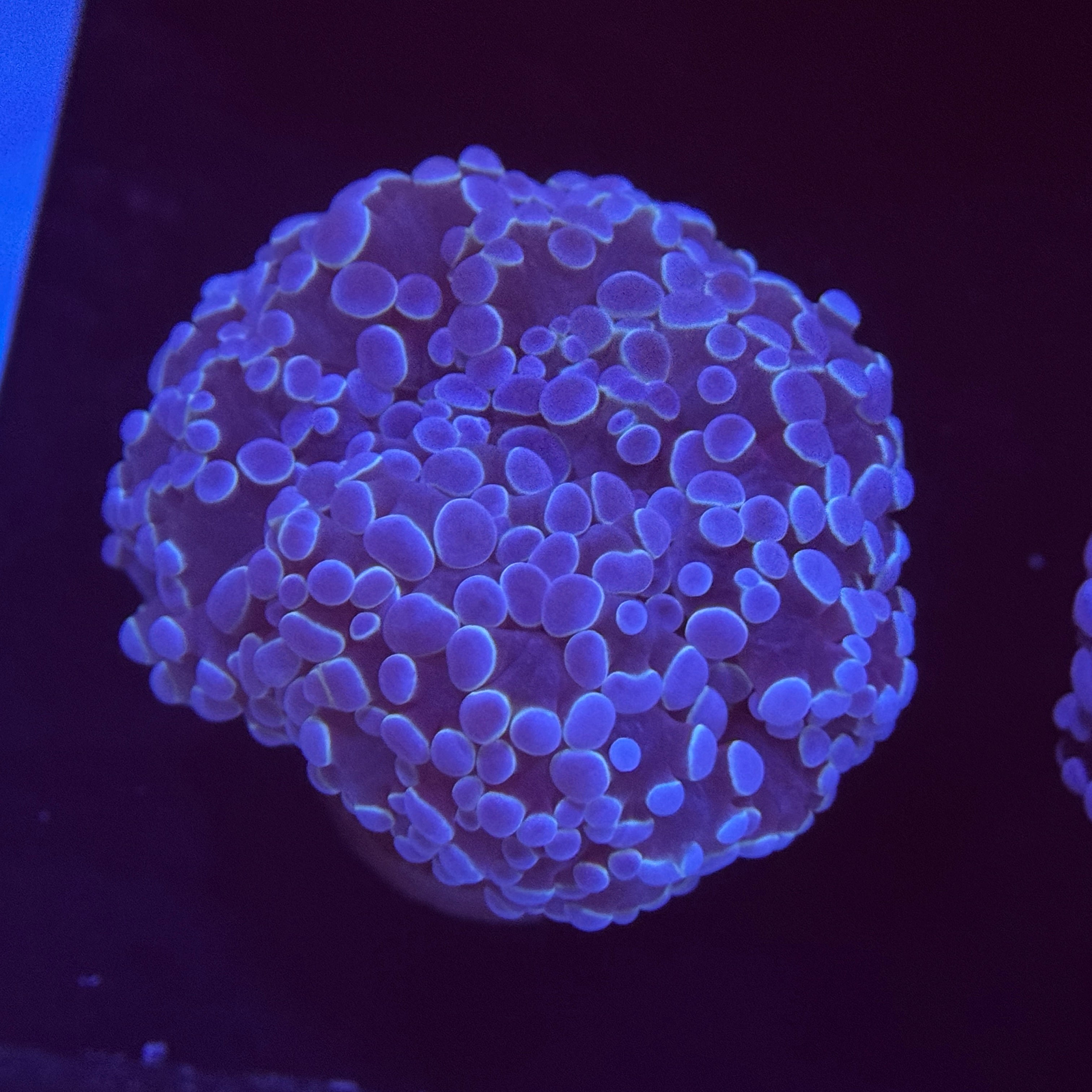 Metallic Blue Kingspawn