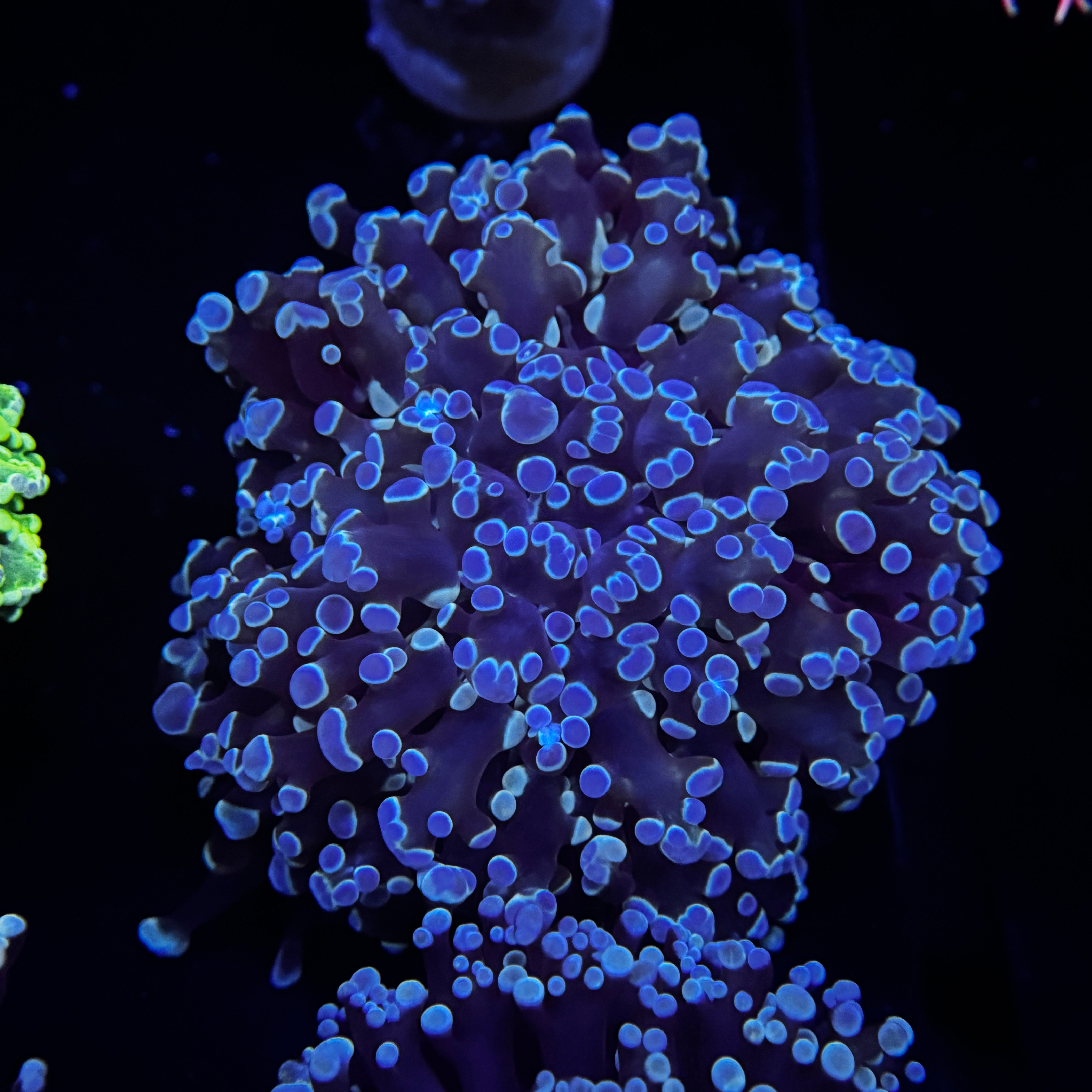 Metallic Blue Kingspawn